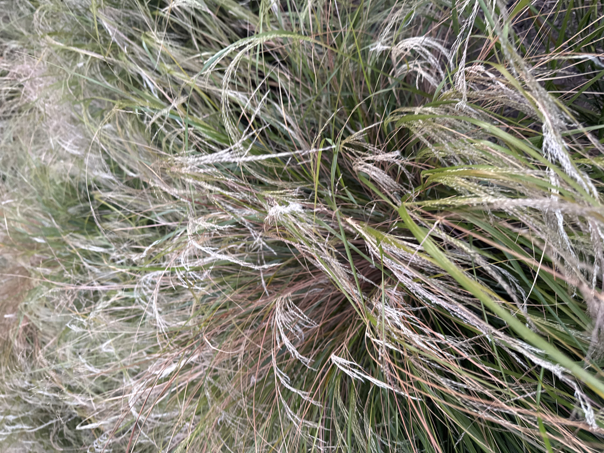 The image is a close-up, eye-level shot of tall ornamental grass, likely in a park or garden setting. The grass is a mix of green, tan, and reddish-brown hues, with feathery plumes that appear soft and somewhat windblown. The background is blurred, suggesting a shallow depth of field, and the overall lighting is soft and diffused, indicating it might be overcast or late in the day. There are no people, specific landmarks, or any indication of an urban environment like London. The focus is entirely on the texture and color variations within the grass itself.