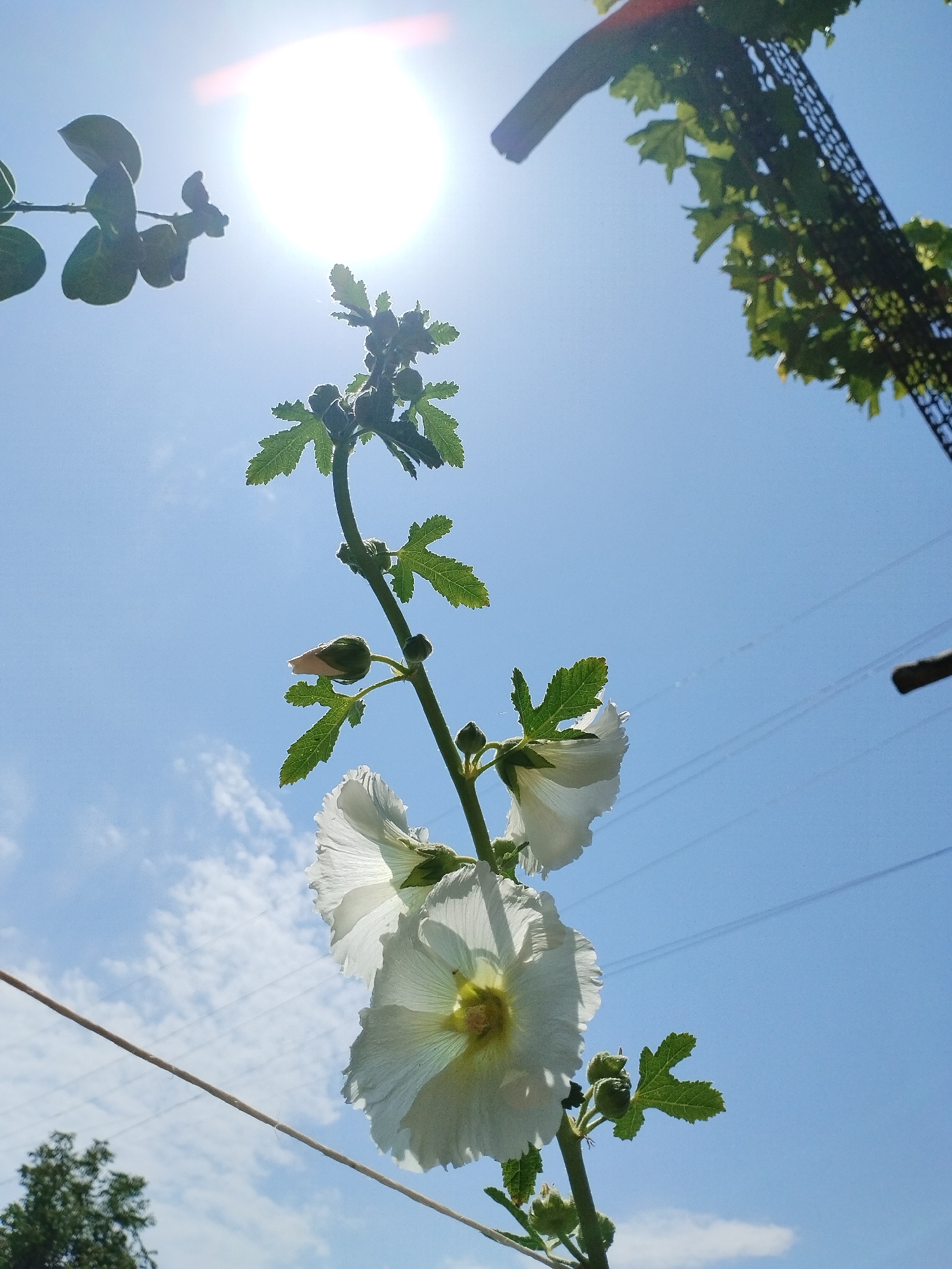 In the city of Kyzyl-Kyya, Kyrgyzstan, a low-angle shot captures a blooming white hollyhock flower against a bright blue sky. The sun is high and bright, creating a lens flare in the upper left corner. The plant's stem is visible, adorned with several buds and serrated green leaves. In the background, thin power lines stretch across the sky, and a dark branch with green leaves is visible in the upper right. A hint of green foliage from a distant tree is seen in the lower left.