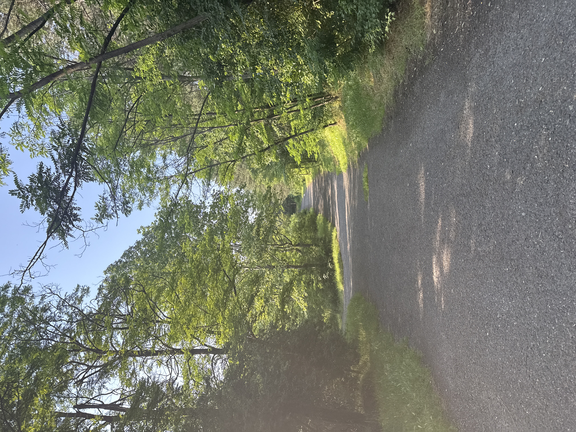 The image displays a paved path or road extending into the distance, flanked by dense green foliage under a clear blue sky. Tall deciduous trees, vibrant with summer leaves, form a partial canopy overhead, casting dappled shadows across the path, indicating sunlight from the upper right. The path itself is dark grey, composed of asphalt or finely crushed gravel, with some lighter patches where sunlight directly hits the surface, and darker areas under tree shadows. Grass and various bushes line both sides of the path, with a greater concentration of sunlight illuminating the vegetation on the right side. In the mid-ground, a small patch of grass grows through a break in the pavement. No people, animals, or artificial structures other than the path are visible. While identified as being located in Kardzhali, Bulgaria, the visual elements within the image do not provide specific geographic markers to confirm this location. The scene depicts a tranquil, natural environment, likely a park, trail, or rural road.