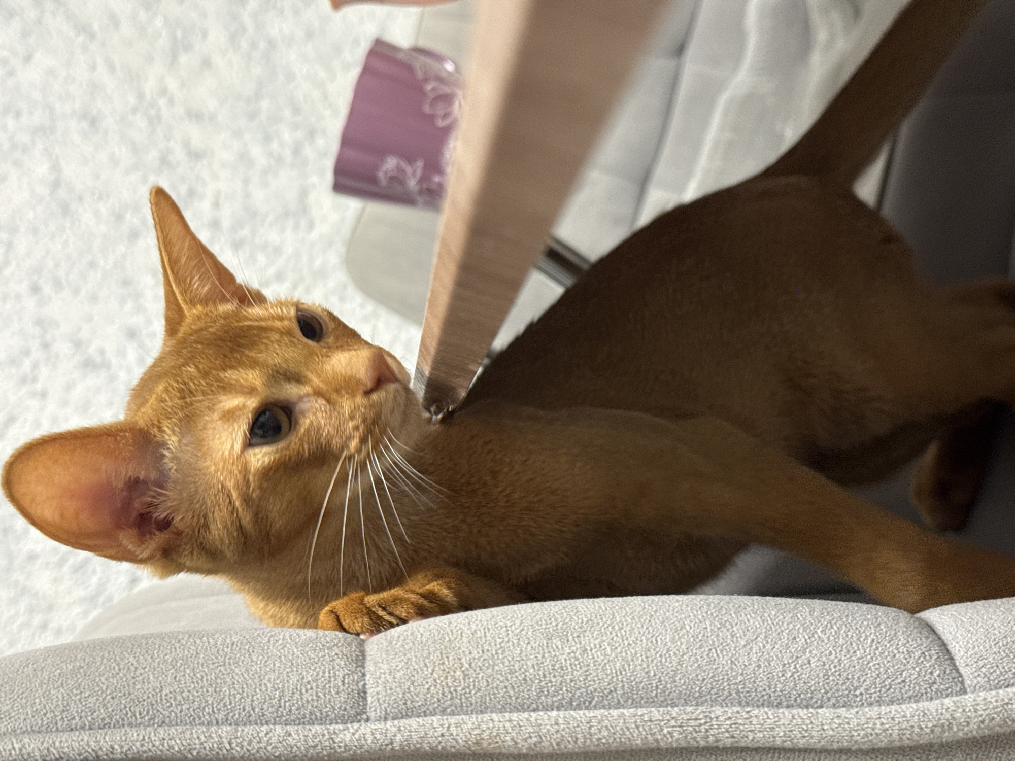 An orange abyssinian cat is perched on a light gray fabric surface, with its body mostly obscured. The cat is looking down and to the right, with its right paw resting on the fabric. A light brown wooden surface is visible in the foreground, with a small portion of a pink decorative cup in the background. The background is a textured white surface, possibly a wall or blanket. The scene appears to be indoors, with soft lighting. The location in Stary Oskol, Russia, is not determinable from the image.