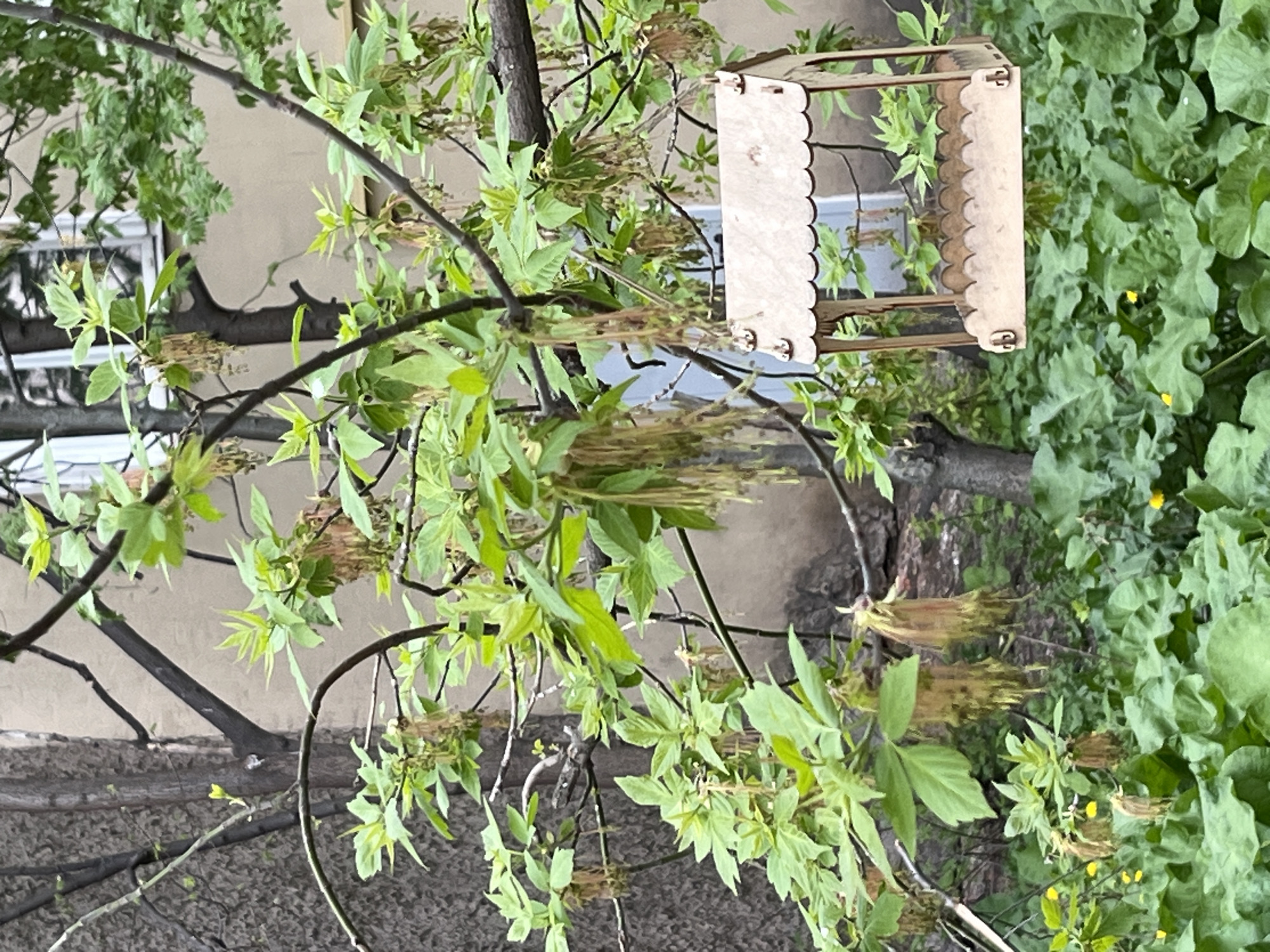 The scene shows a tree branch with green leaves and immature seeds, a wooden bird feeder hanging from it, and some foliage in the background. A building is visible in the background, suggesting an urban setting. Without additional information, it is impossible to determine if the location is indeed Saint Petersburg, Russia.