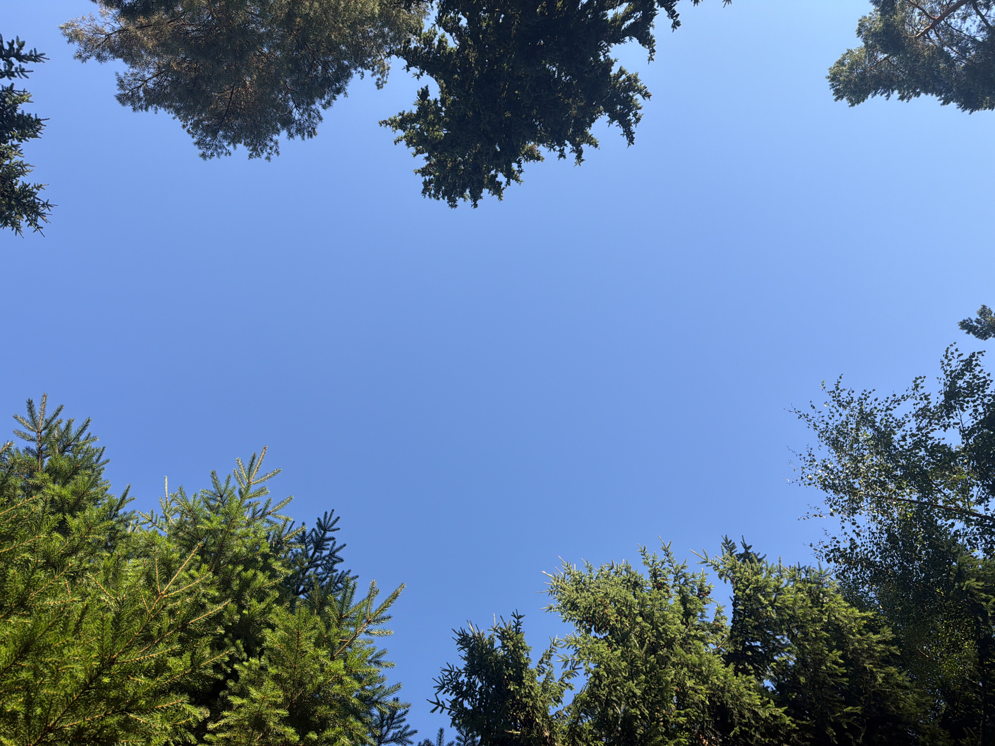 A clear, bright blue sky fills the majority of the image, with the tops of several coniferous trees framing the view from the edges. The trees are dense with green needles, suggesting a forest or park environment. The perspective is looking directly upwards. No people or structures are visible. The scene appears to be outdoors, likely in a natural setting.
