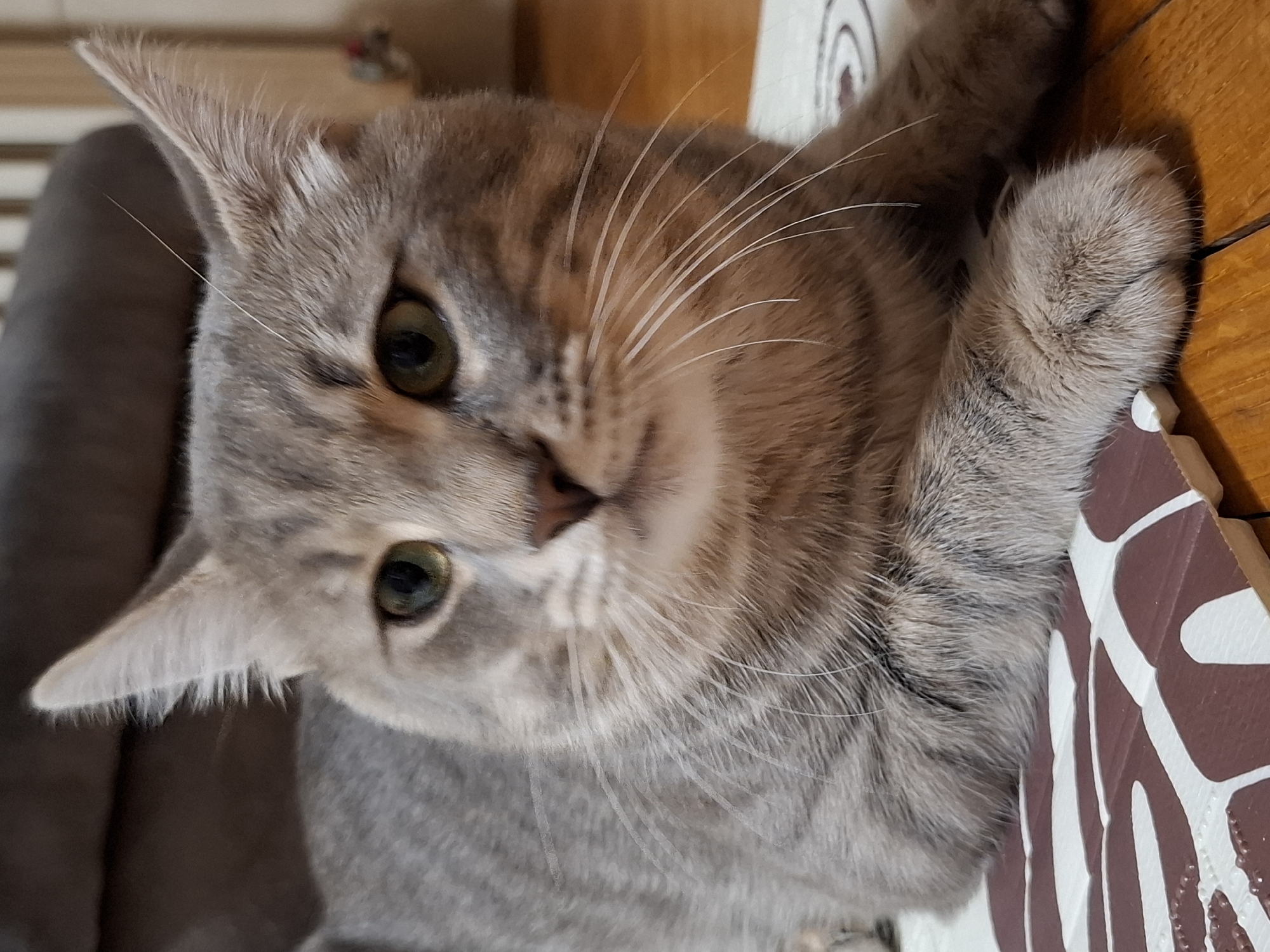 A close-up shot of a grey tabby cat with green eyes is presented in this image. The cat is positioned at an angle, looking directly at the camera. Its ears are perked, and its whiskers are prominent. The cat's fur displays a mix of grey and brown hues. Part of a brown and white patterned object is visible on the right side of the image. The background includes a wooden surface and part of a grey object. The location and city are unknown.