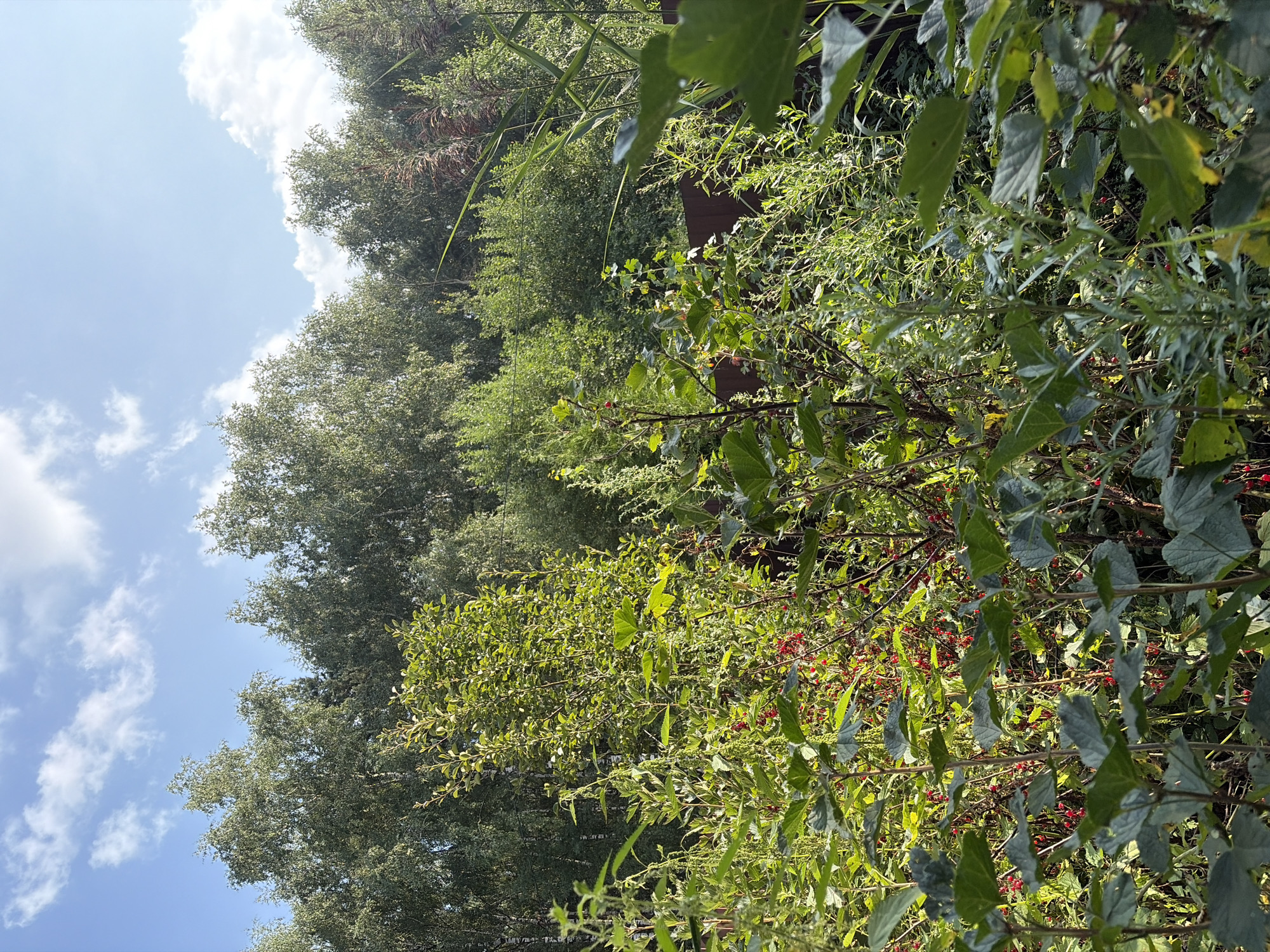 The image depicts a dense, overgrown garden area with a variety of vegetation under a partly cloudy blue sky. In the foreground, large, dark green leaves of plants are prominent, with some showing hints of yellowing. Behind these, a multitude of smaller green leaves and thin branches fill the scene. Clusters of small, bright red berries are visible on some of the plants, particularly in the mid-ground, suggesting a fruiting season. The background is dominated by a dense line of trees, primarily deciduous with green foliage, and a dark brown fence partially obscured by the plants. The overall impression is one of lush, unkempt growth in an outdoor setting. The location is identified as Imeni Vorovskogo, Russia.