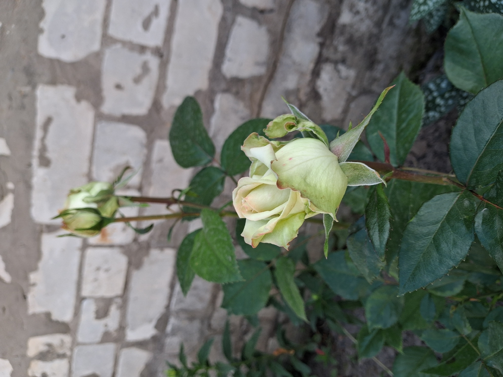 This media file shows a close-up, horizontal shot of a pale green rose with hints of pink on its outer petals. The rose is in bloom and is surrounded by dark green leaves and stems. To the left of the rose, a smaller rosebud is visible. The background consists of a textured surface that appears to be made of light-colored, irregularly shaped bricks or stones. The lighting suggests it is daytime. The scene is naturalistic, focusing on the rose in what appears to be a garden or outdoor setting. There is no visible text.