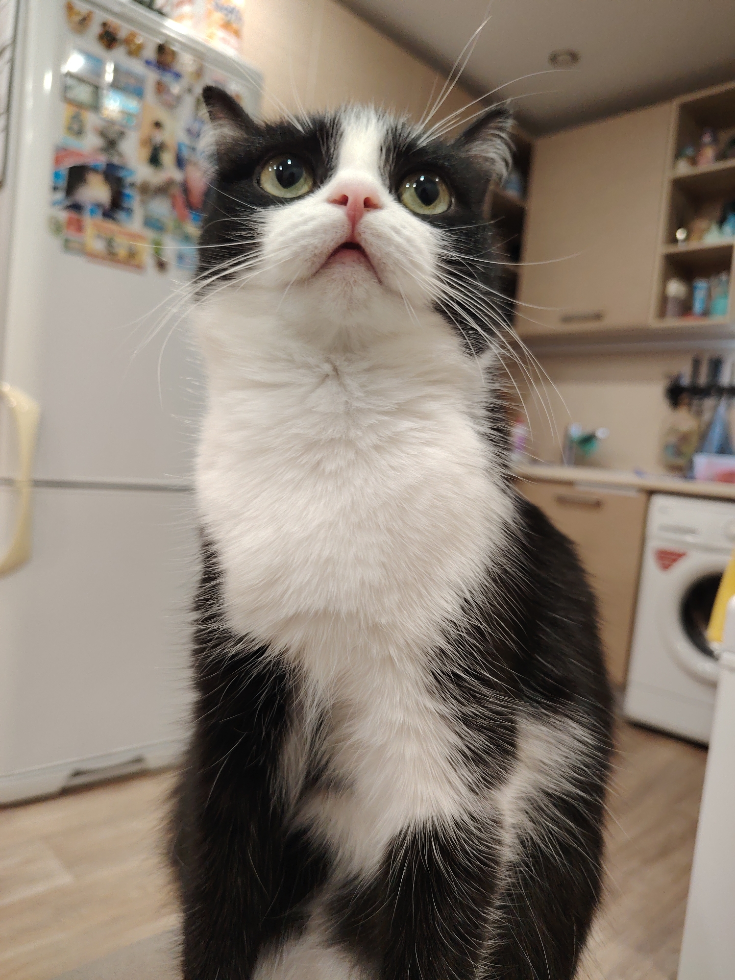 A black and white cat with green eyes is sitting on a light-colored surface in what appears to be a kitchen. The cat is looking upwards with its mouth slightly open. In the background, there is a white refrigerator with magnets on it, kitchen cabinets, and a washing machine. The scene is indoors. There are no people visible in the image. The location is not specified as Novosibirsk, Russia.