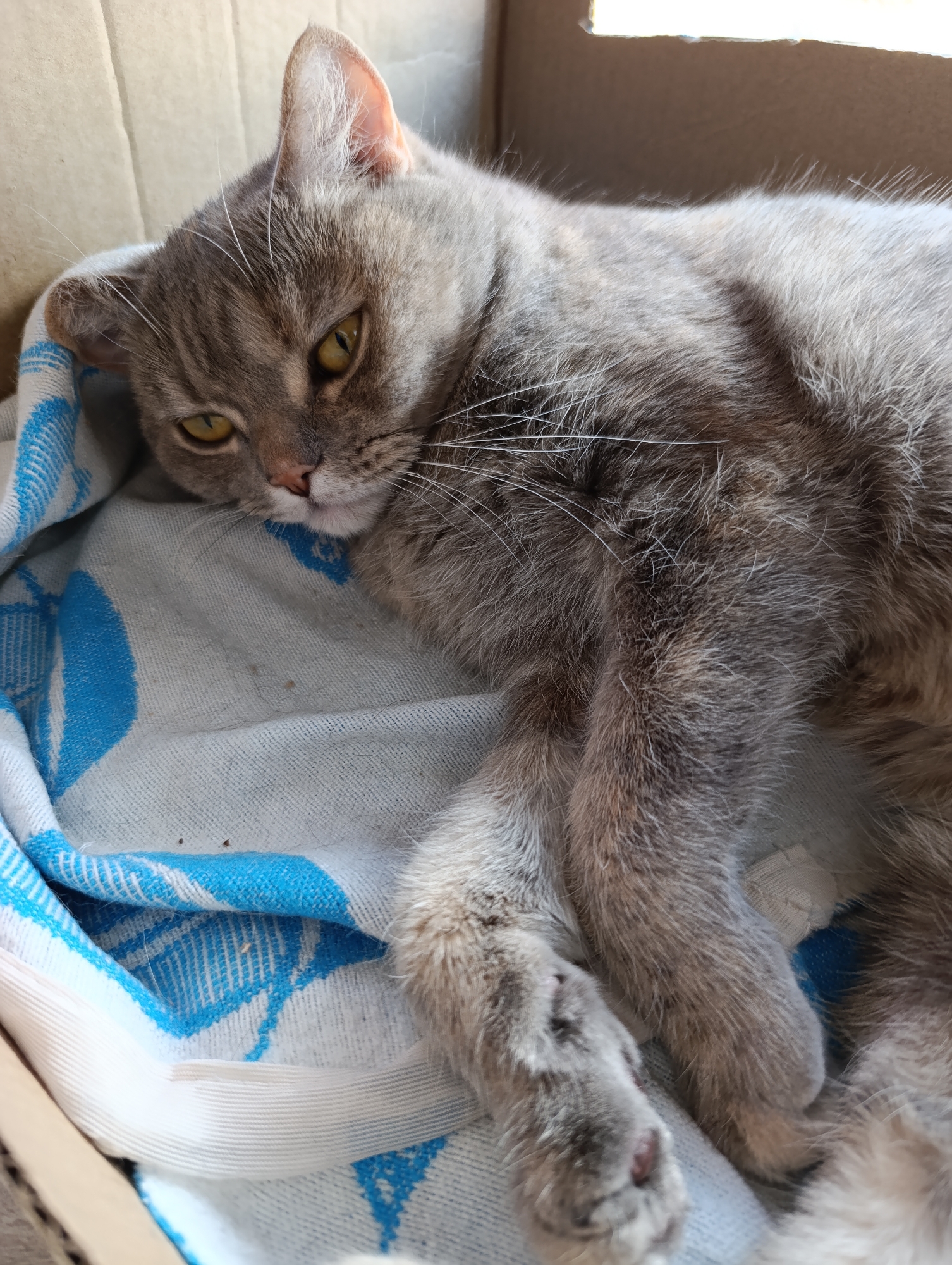 A grey and brown tabby cat is lying down, resting on a white and blue patterned blanket inside a cardboard box. The cat is the primary subject, occupying most of the frame. Its eyes, a striking yellow-amber, are partially closed, suggesting sleepiness or deep relaxation. The cat's fur appears soft and slightly disheveled from resting. Distinct darker stripes are visible on its head, and its nose is a delicate pink. One ear is clearly visible, pointed upwards, while the other is partially obscured by the blanket. Its front paws are extended and relaxed, one resting over the other.
The blanket the cat is on features a blue pattern, possibly a floral or abstract design, against a white background. Small dark specks, likely dust or lint, are visible on the white fabric in some areas. The cardboard box walls form a cozy enclosure around the cat, with the top edge of the box suggesting an opening above, allowing natural light to illuminate the scene. The lighting creates gentle shadows on the cat's fur and the interior of the box, indicating a bright indoor setting. The overall mood is one of peace and contentment. There is no visible text in the image. The location context for this media file is Chaikovsky, Russia.