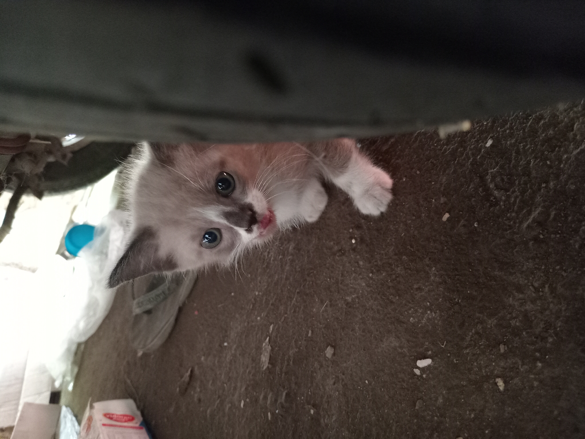 A Siamese kitten is peeking out from behind a dark, curved object, possibly a tire, in an outdoor setting with a rough, dark ground surface. The kitten has light fur with darker markings on its ears and face, blue eyes, and pink paws. There is a small amount of pink substance visible on its mouth, possibly milk or blood. In the background, there are various objects, including a white plastic bag, a blue object, and a red and white box. The overall environment appears to be an unkempt area, possibly an alleyway or yard, in Claket, Indonesia.