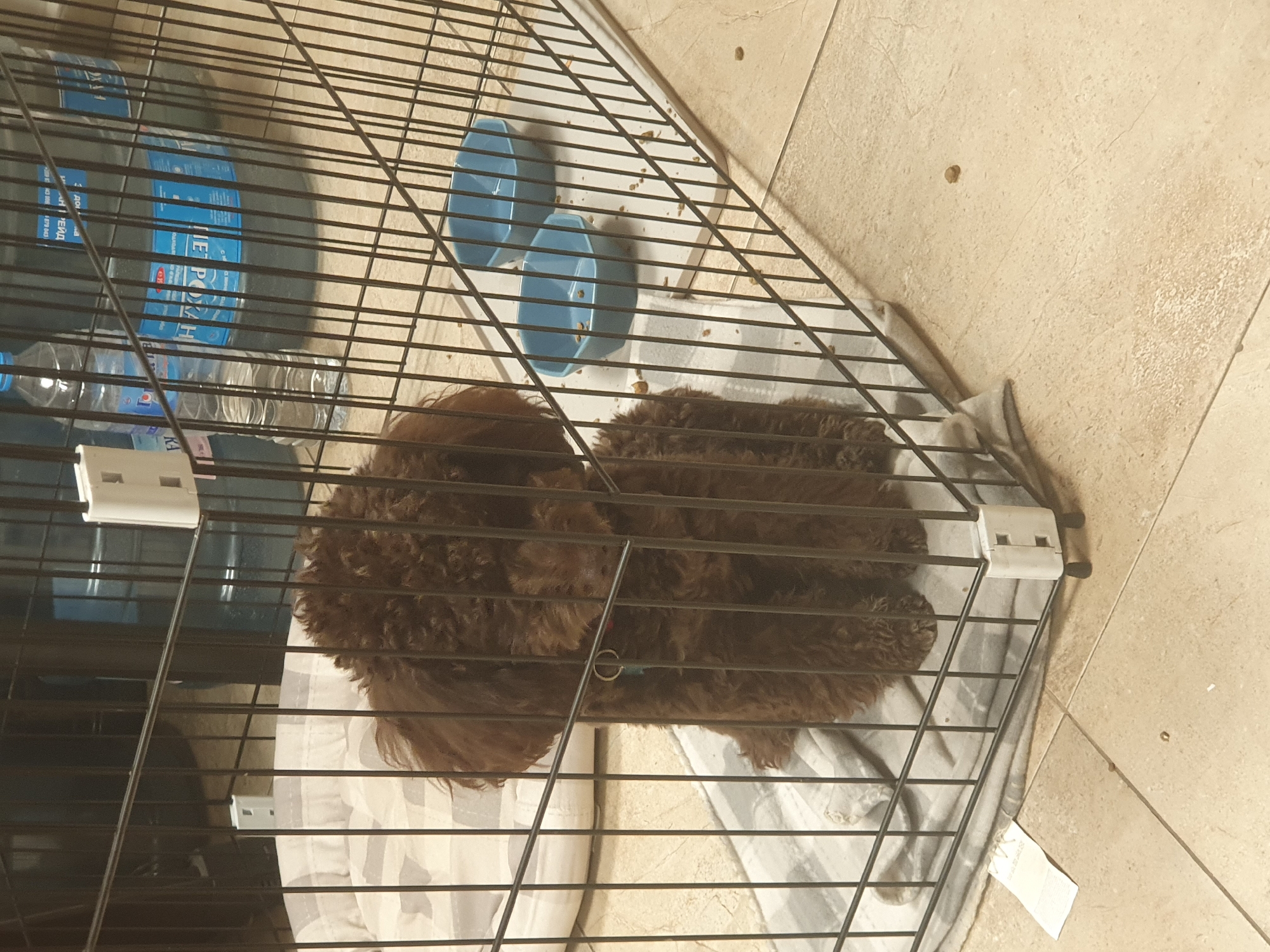 A small, brown, curly-haired dog lies inside a black wire crate on a tiled floor. The crate also contains two blue bowls with food and several bottles of water. The location is indeterminate, but could potentially be within Plovdiv, Bulgaria.