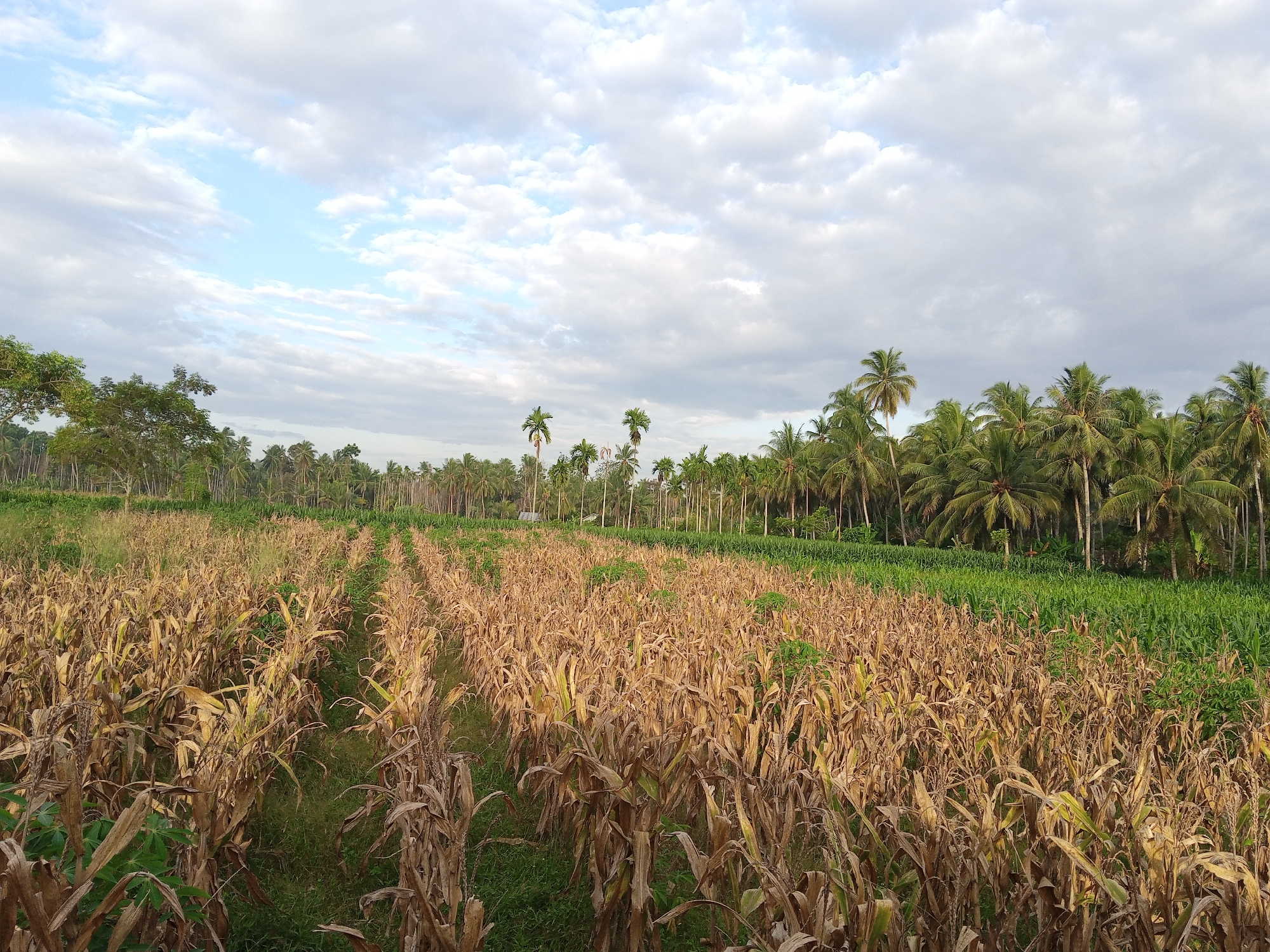 The image depicts a rural landscape in Luengbaro, Indonesia. A field of mature, dried corn stalks occupies the foreground. Rows of corn are visible, defining a pattern across the field. Beyond the cornfield, there is a line of coconut palm trees. To the left of the palms, a cluster of deciduous trees is visible. The sky is partly cloudy with patches of blue sky. No people are visible.