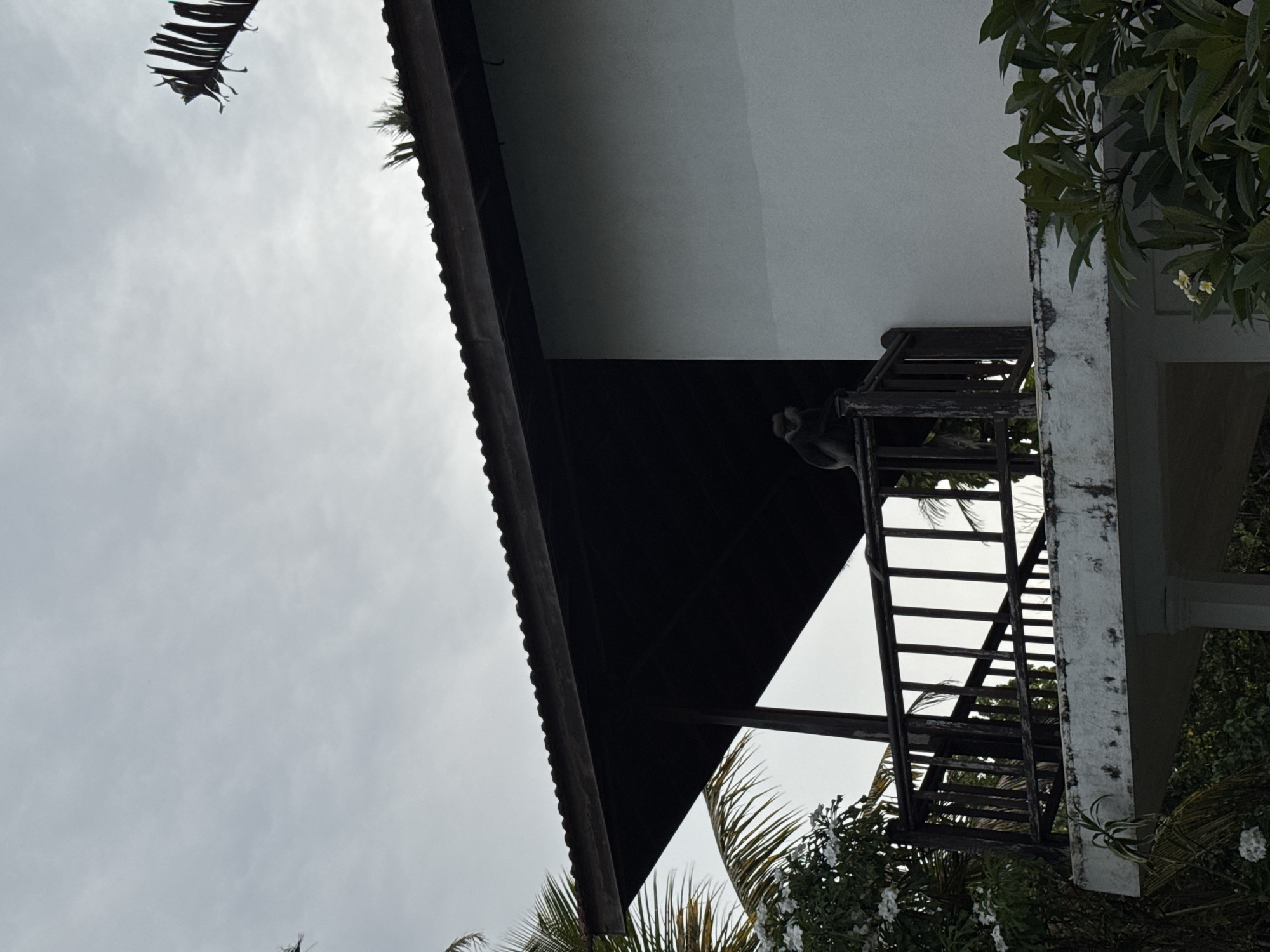 A monkey sits on a wooden railing on a balcony of a white building. The balcony is attached to a dark-roofed structure. Palm trees and foliage are visible around the building. The sky is overcast. The scene appears to be outdoors in a tropical environment.