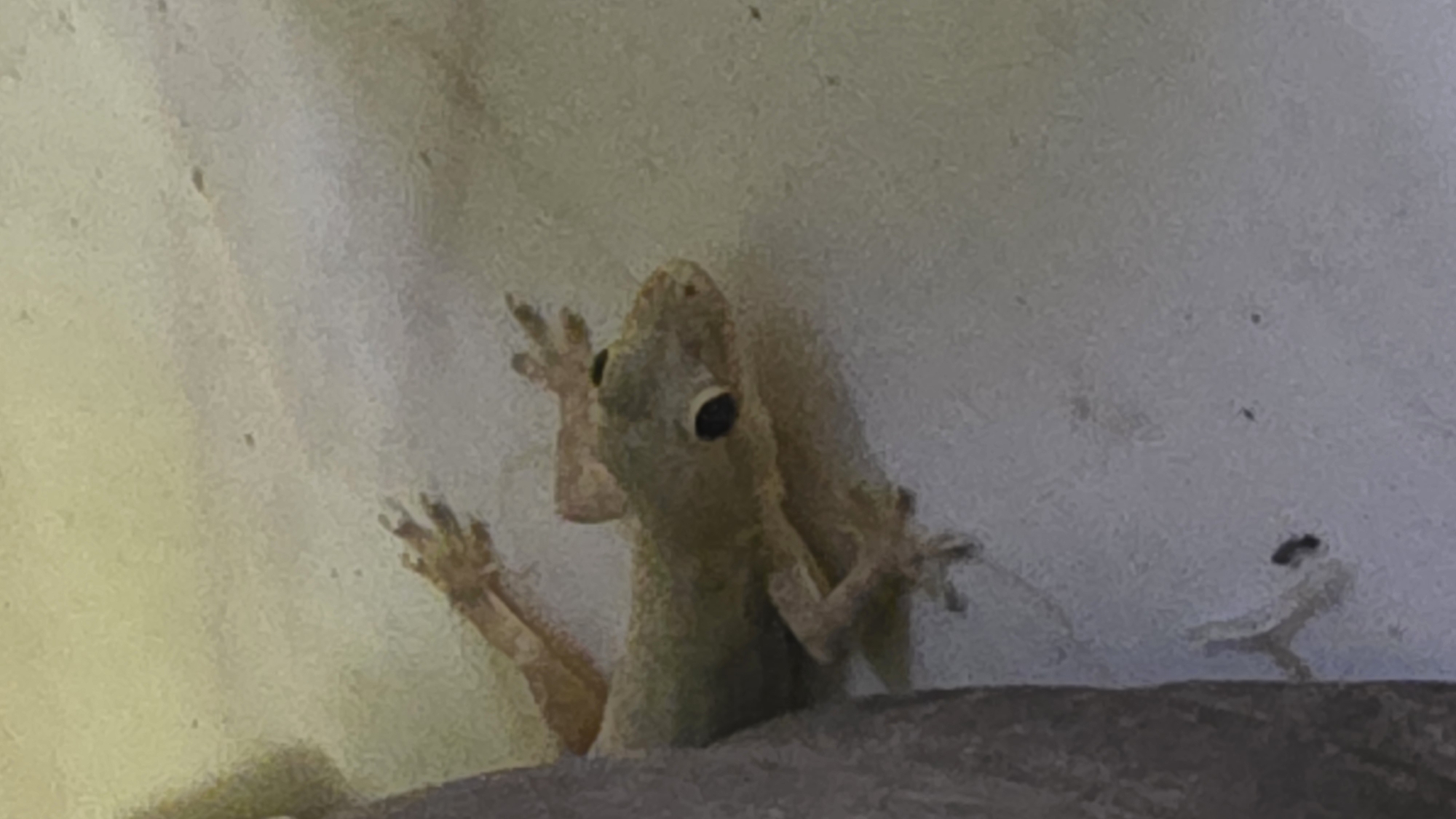 A light-colored gecko clings to a light-colored wall. The gecko is facing the viewer and its toes are spread. The location may be Bac Natural Heritage Area Trang, Vietnam.