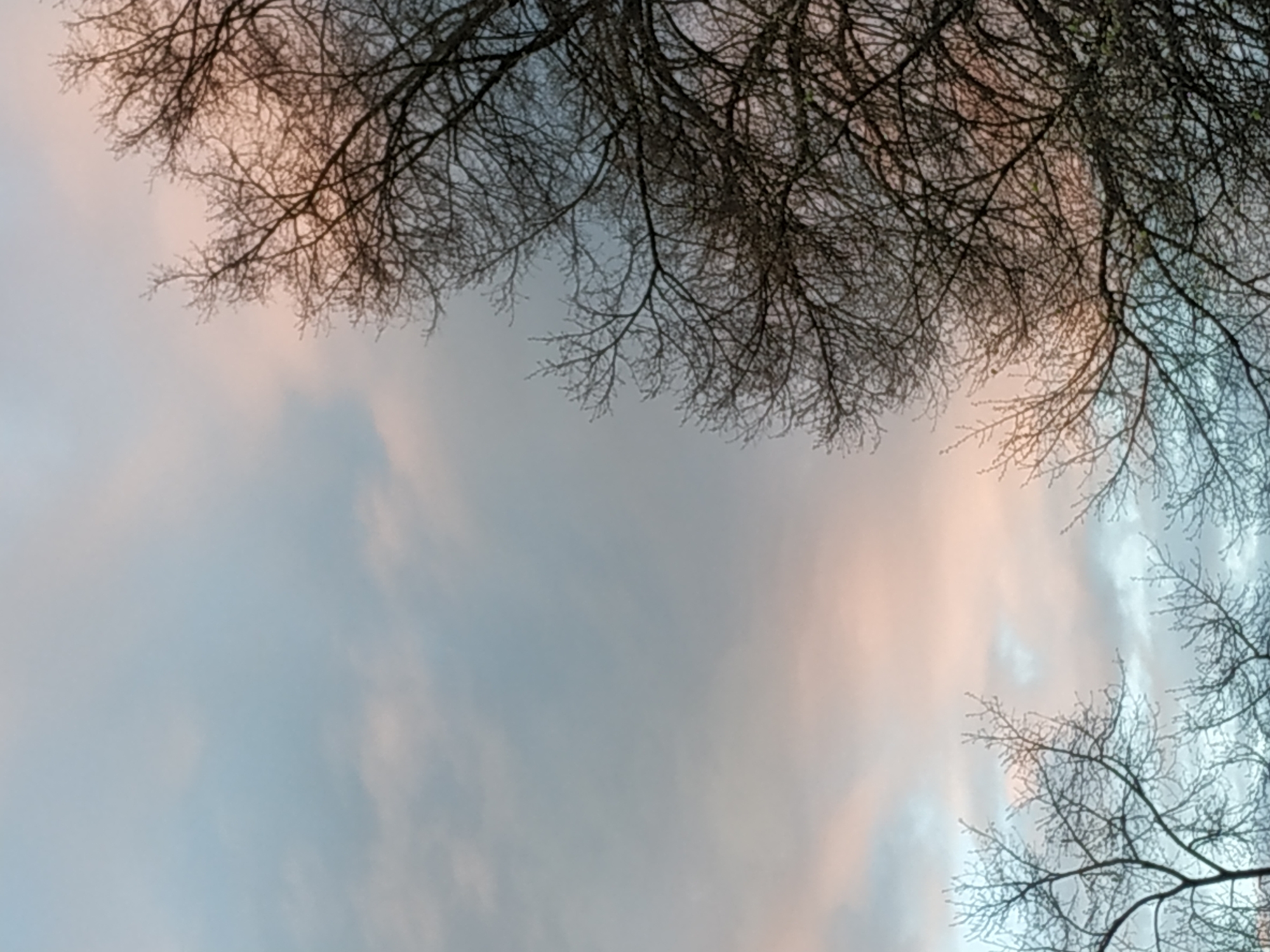 The image shows a view looking up into the sky, partially obscured by the bare branches of trees. The sky features a mix of light blue and soft pink clouds, suggesting either sunrise or sunset. The trees' branches are dark and intricate against the lighter background. While the image does not provide specific details to identify a location in Dortmund, Germany, it captures an outdoor scene with natural elements.