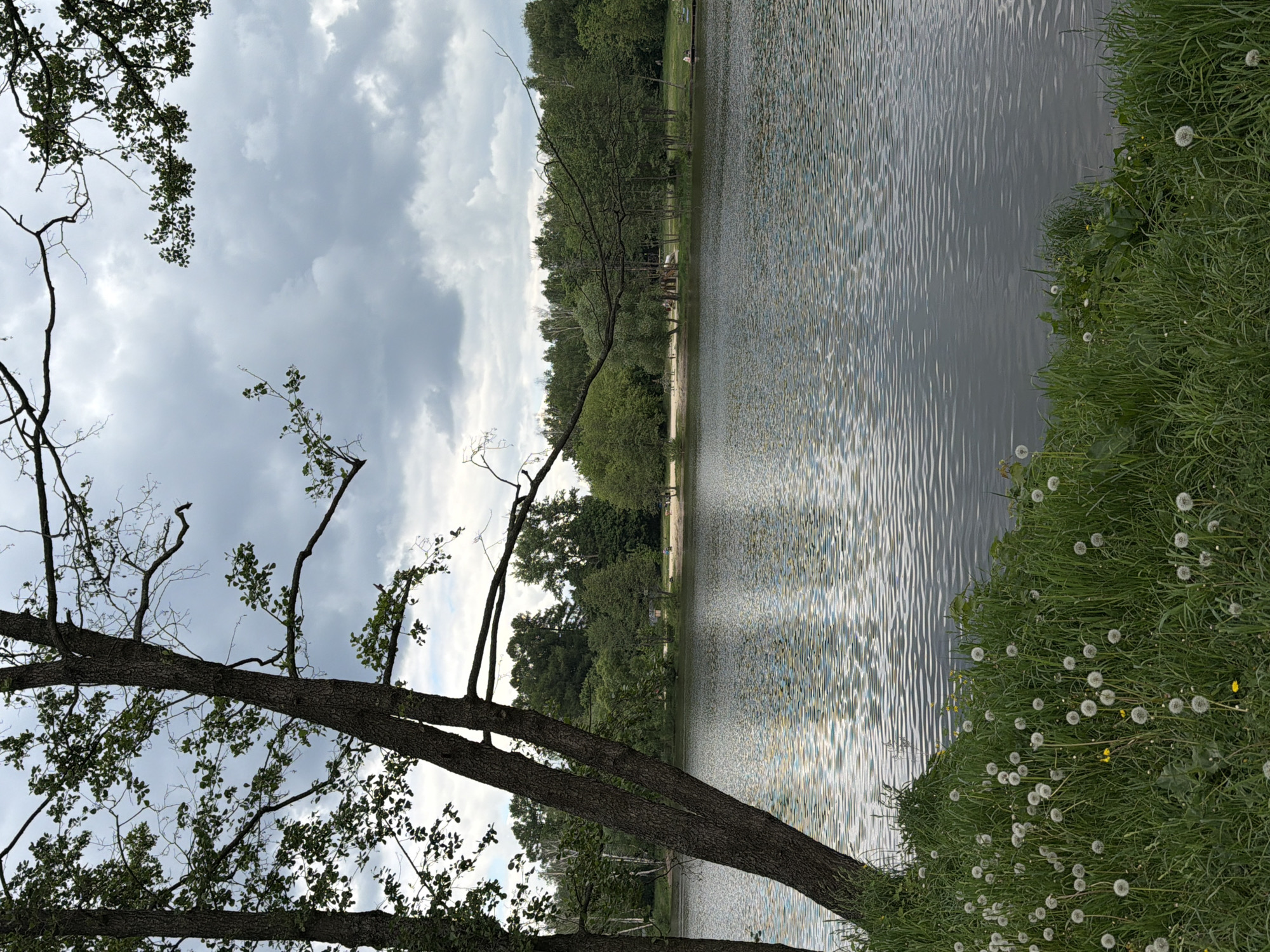 A serene view of the lake in Malakhovka, Russia, is captured on a cloudy day. The lake's surface reflects the sky, creating a rippled effect. A tree with sparse foliage dominates the left side of the frame, its branches reaching toward the sky. Lush green grass with numerous dandelions borders the lake on the right. In the background, trees line the opposite shore, and a sandy beach is visible with a few people scattered across it.