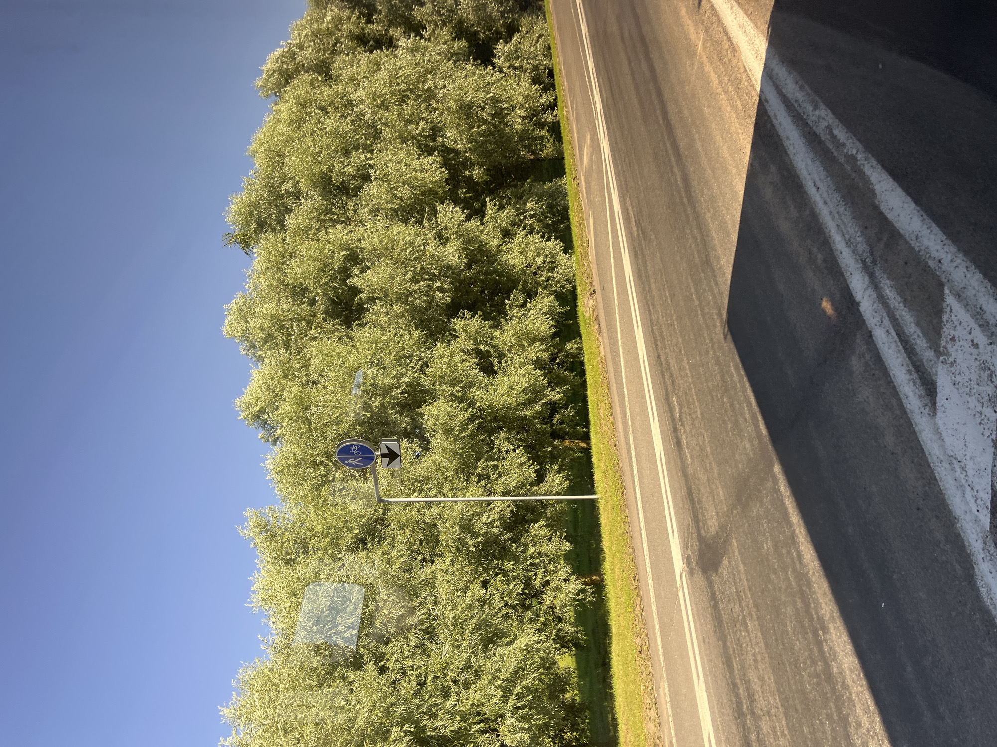 The image shows a road with trees and a blue traffic sign with a bicycle and pedestrian symbol, as well as a downward-pointing arrow. The road has white markings. There is a shadow cast on the road from the left. The sky is clear and blue. The scene appears to be in a rural or suburban area with dense greenery. The location is the city of Myadzyel, Belarus.