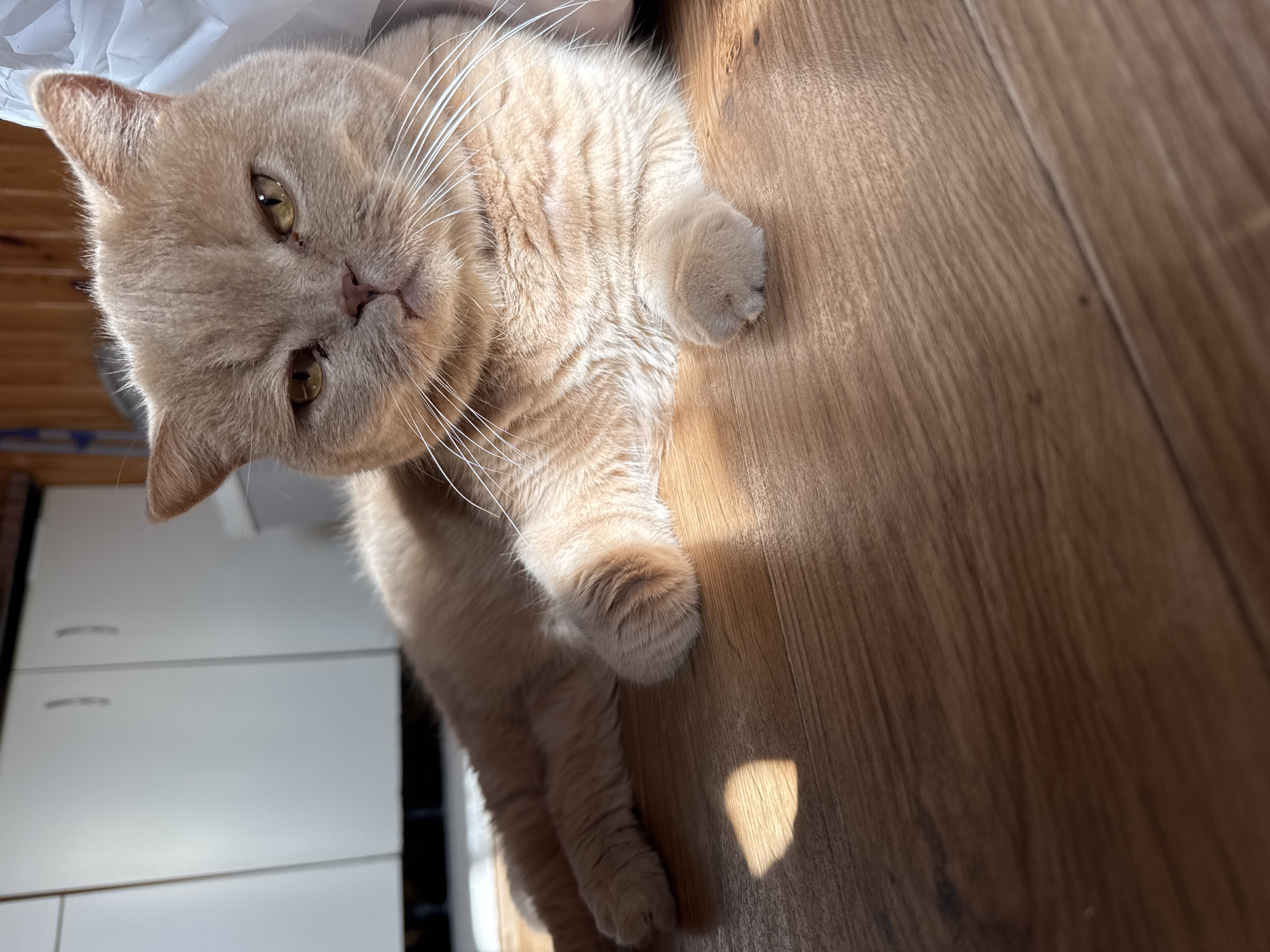 A light brown cat with yellow eyes lies on a wooden floor, basking in sunlight. The cat is looking at the camera with a serious expression. In the background, white cabinets and a wooden wall are visible. The scene appears to be indoors, possibly in a kitchen or living area.