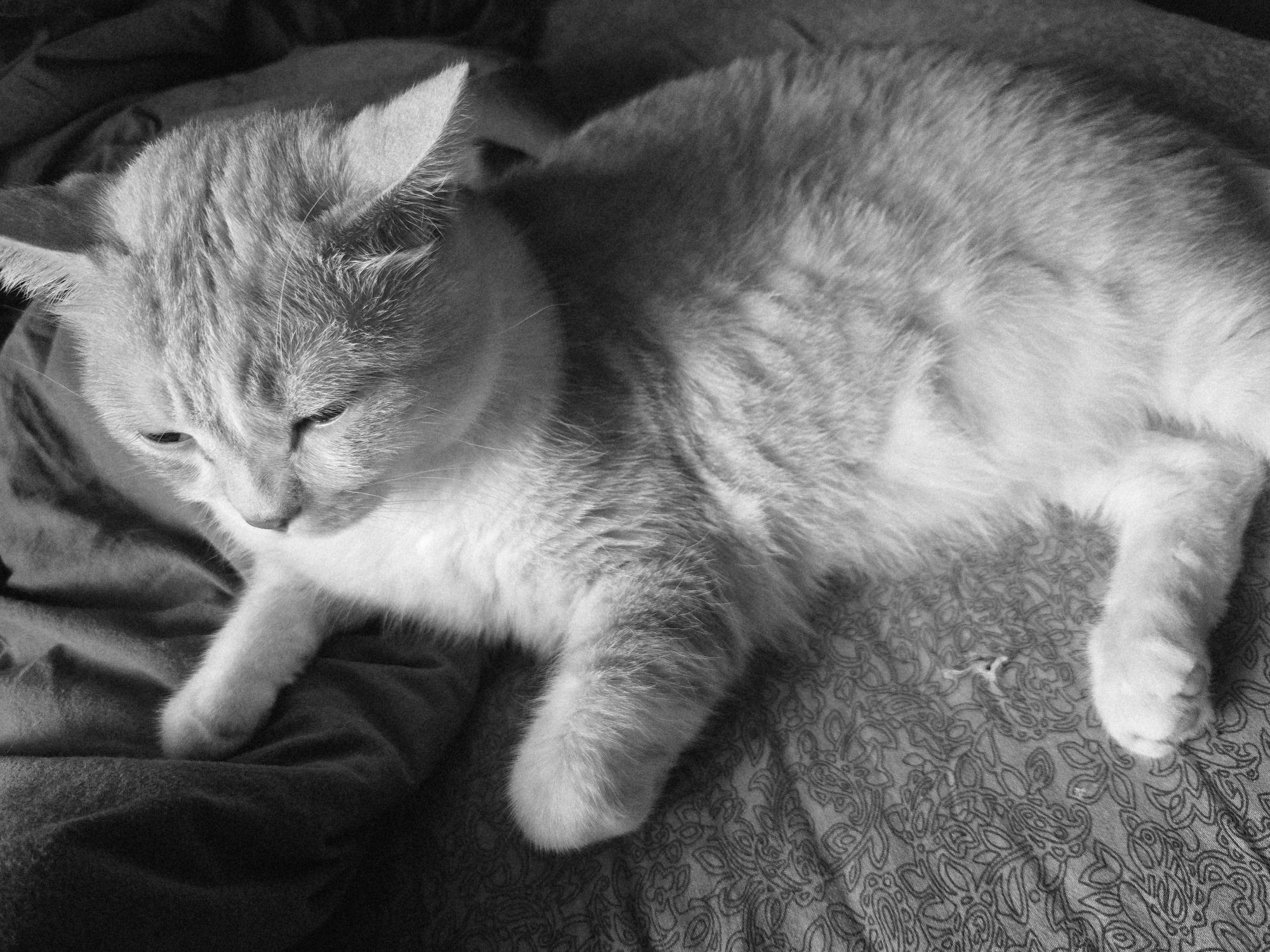 A black and white, eye-level, medium shot shows an orange and white cat lying on a bed with a patterned duvet. The cat is lying on its side, with its head tilted to the left, and its eyes are partially closed. Its paws are tucked underneath its body. The cat's fur is short and fluffy. The background is out of focus, but appears to be a wall and a window. The lighting is soft and even.