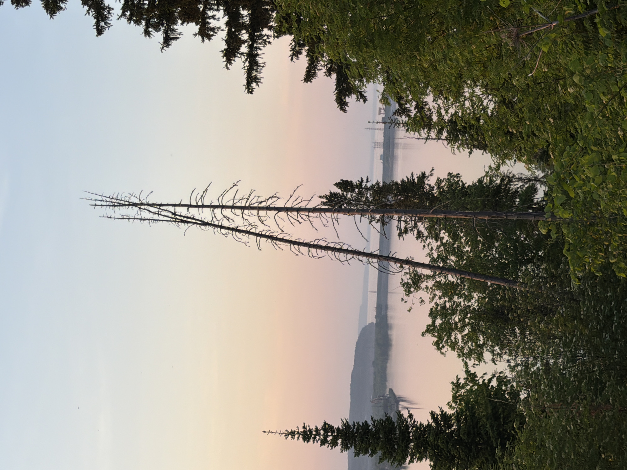 The photograph presents a landscape viewed through a frame of trees, situated near the city of Noviy, Russia. In the foreground, two bare, slender tree trunks ascend vertically, branching into a network of twigs against the light-colored sky. The sky fades from a lighter tone near the upper left to a warmer, peach-colored hue toward the center.
Framing the top edge of the view are branches and foliage from coniferous trees, while on the right side, a mix of deciduous trees with green leaves fills the border. The midground reveals a body of water, likely a river or a large lake, reflecting the sky's colors. On the opposite bank, hints of land and possibly industrial structures or power lines are visible through a layer of mist or fog.