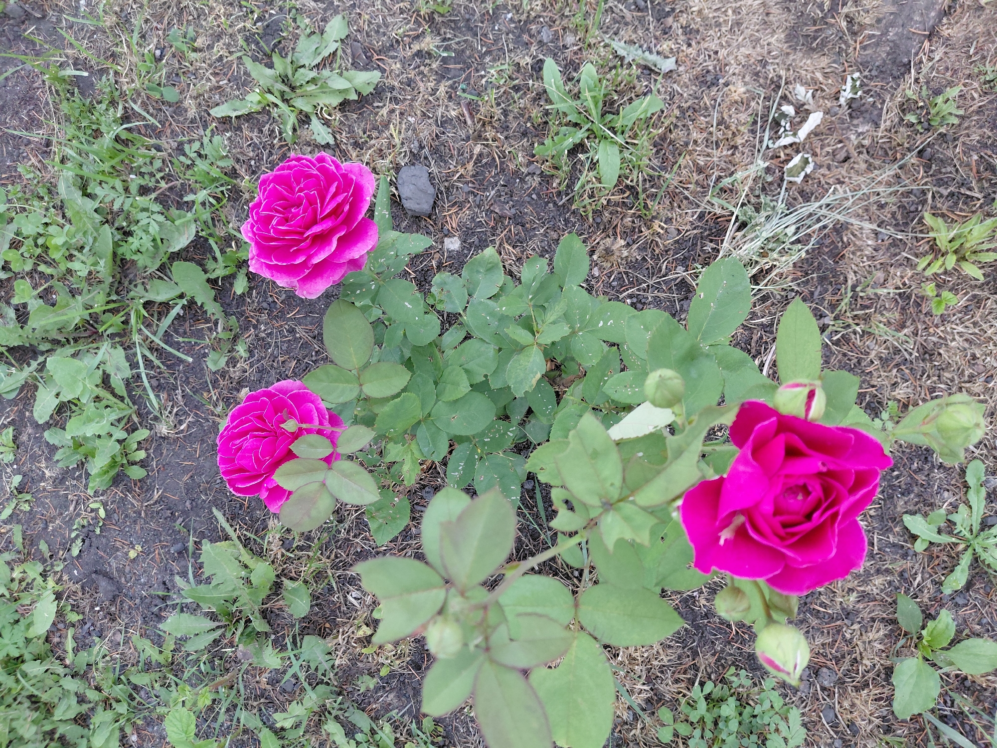 This is a close-up, high-angle, eye-level shot of a rose bush with several pink roses in bloom. The roses are the central subjects, with one fully open rose prominently featured in the foreground on the right, and two others in the upper left and middle left of the frame. The flowers have many tightly packed petals, giving them a lush appearance. Surrounding the roses are their green leaves, some of which show minor damage or discoloration. The ground beneath the bush is a mix of dark soil, dry grass, and scattered weeds. A small, dark gray rock is visible in the upper left quadrant, near the top rose. The overall scene is natural and appears to be outdoors, likely in a garden or natural setting. The lighting suggests it could be daytime, with no strong shadows to indicate a specific time. The image provides no cues about the weather, time of day, or any specific event. There is no visible text in the image. The location context is Новосёлово, Russia.