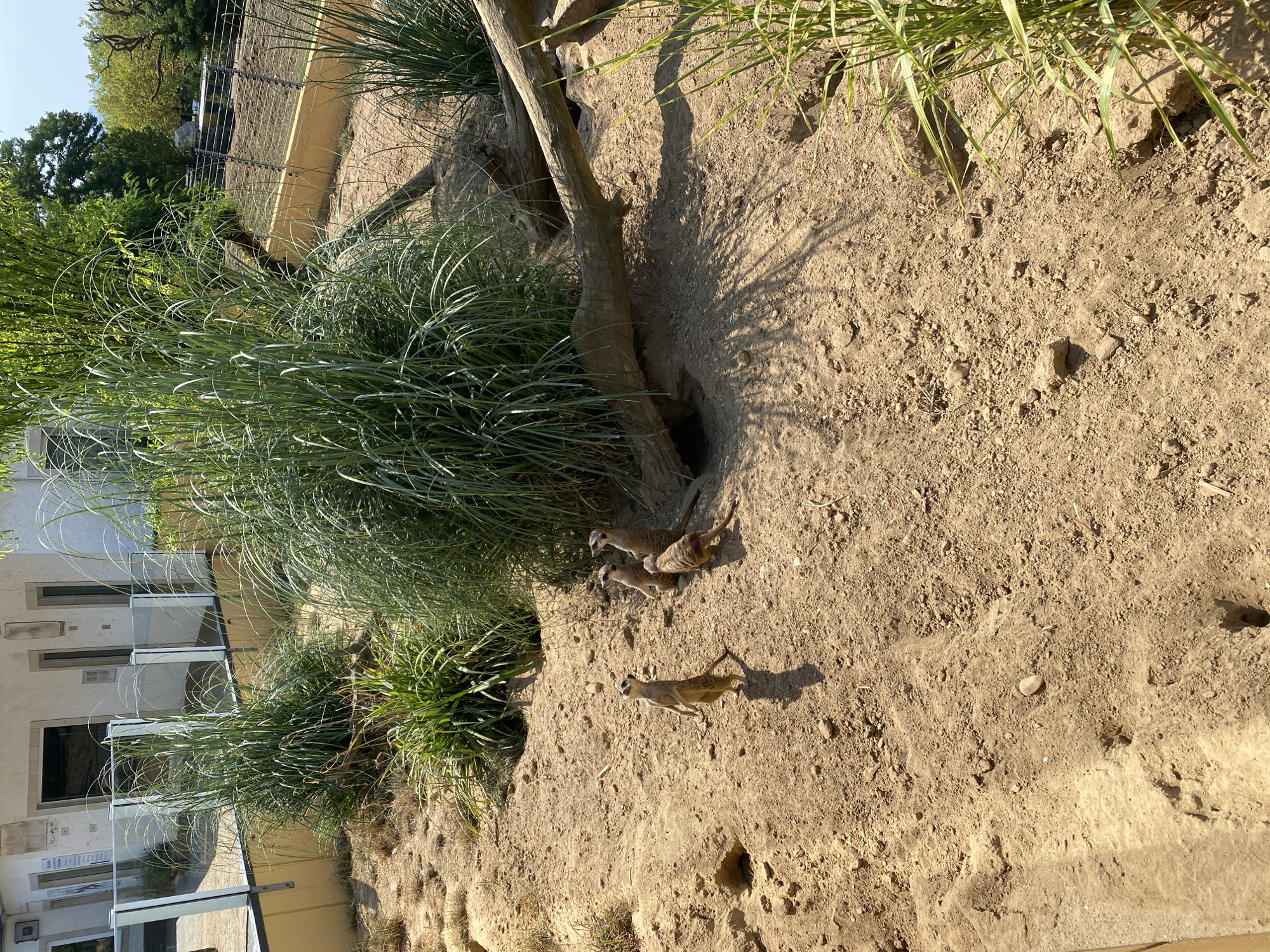 This image depicts an outdoor enclosure for meerkats, likely at the Zoo Neuwied in Neuwied, Germany. The enclosure is primarily composed of sandy earth with patches of dry grass and tall, reedy vegetation. Several meerkats are visible: one stands upright on its hind legs in the foreground, looking upwards, while three others are clustered together slightly further back. One of these meerkats is facing away from the camera and appears to be walking. Behind the meerkats, a large, fallen tree trunk lies horizontally across the ground, with openings or burrows visible in the earth beneath it. In the background, a modern building with large windows and glass barriers can be seen, suggesting it is a visitor area or part of the zoo's infrastructure. The overall environment is sunny, indicating a warm day.