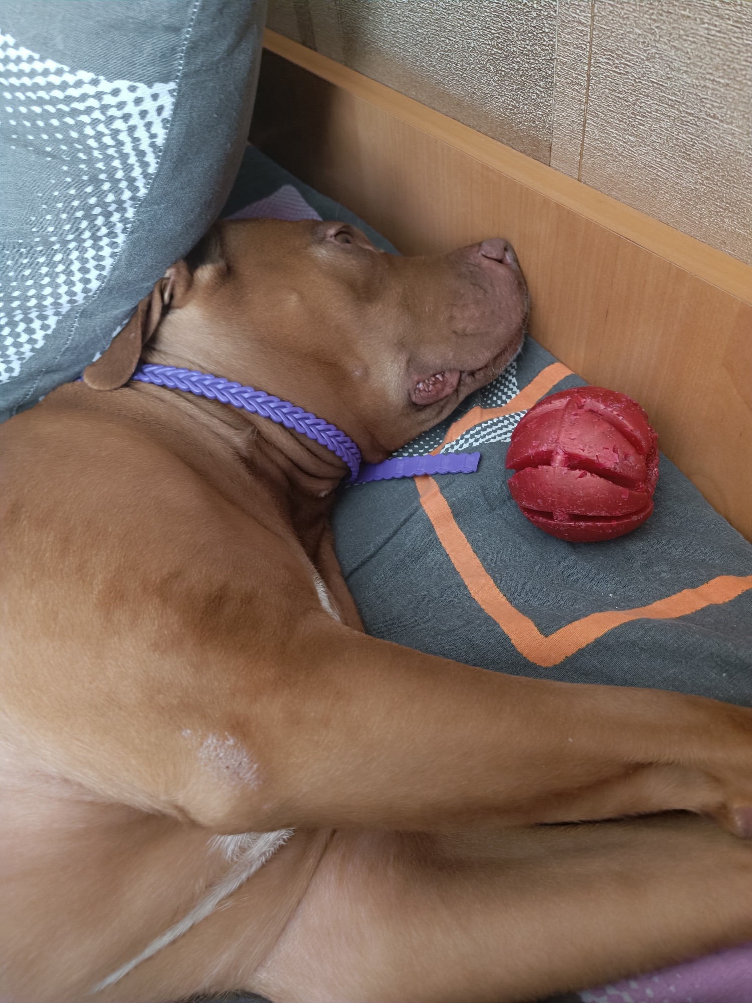 A brown dog is sleeping on a pillow next to a red toy. The dog is wearing a purple collar. The dog is lying on its side, with its head resting on the pillow. The toy is a round, textured ball. The background is a wooden surface.