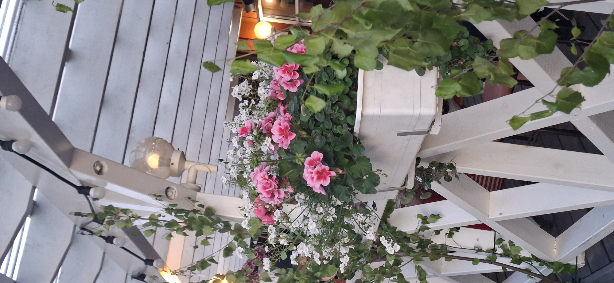 The image depicts a close-up view of a white wooden pergola structure, likely part of an outdoor seating area or balcony, in Salpakangas, Finland. String lights with round bulbs are visible along the top of the pergola. Below, a white planter box overflows with pink and white flowers, creating a vibrant display. Green foliage from climbing plants drapes over the white wooden lattice railing in the foreground. The background shows hints of a building with warm lighting, suggesting an establishment like a cafe or restaurant. The overall scene evokes a pleasant, possibly evening, ambiance.