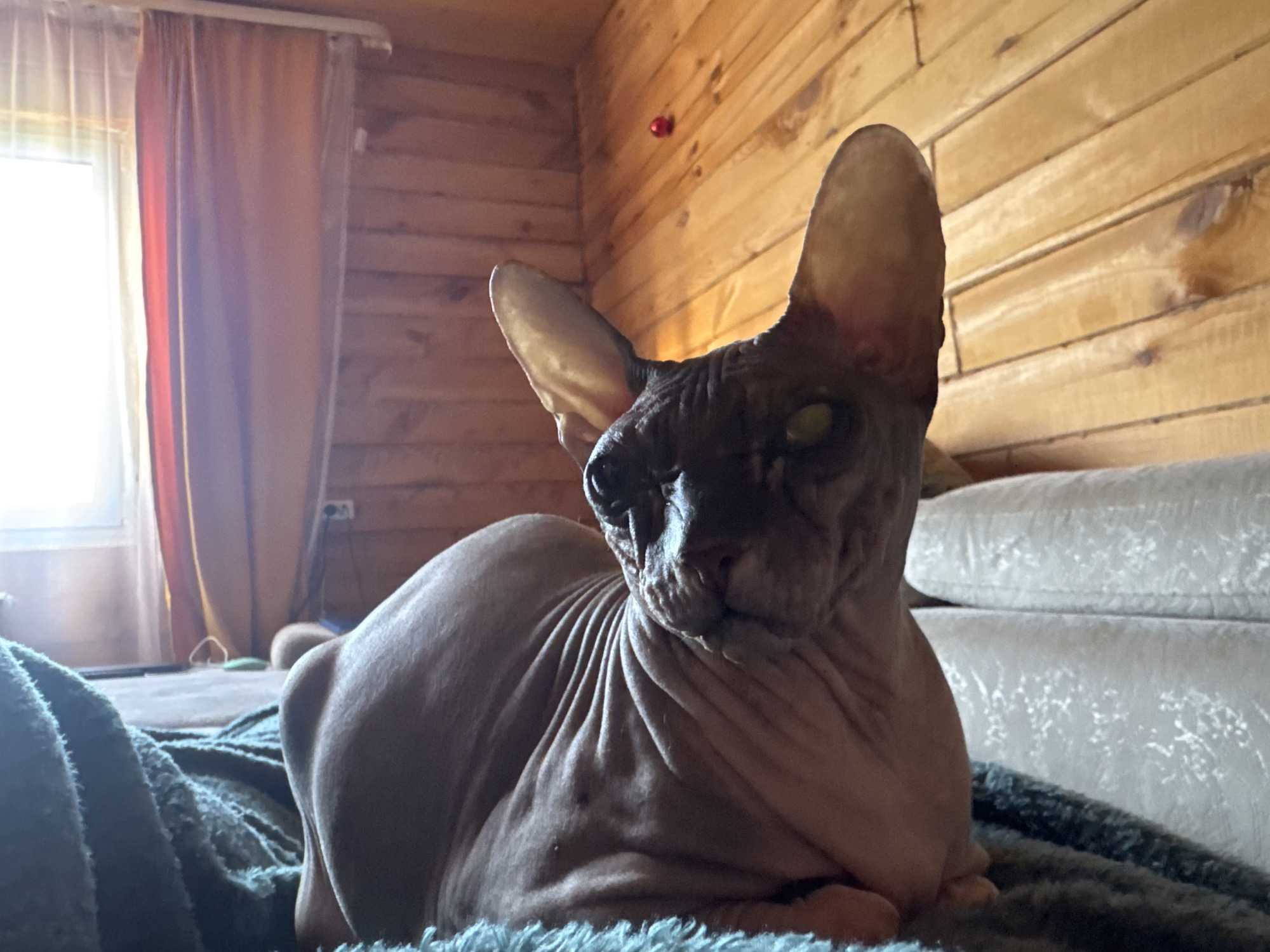 A Sphynx cat with wrinkled skin and green eyes is resting on a textured blanket in a room with wood-paneled walls. To the left, a window with sheer and opaque curtains is visible. A couch with patterned cushions is in the background, and a power outlet with cords is mounted on the wall. The overall environment suggests an indoor domestic setting. The cat is the sole subject of the image. There are no people visible. The location is identified as Nikolaevka, Russia.