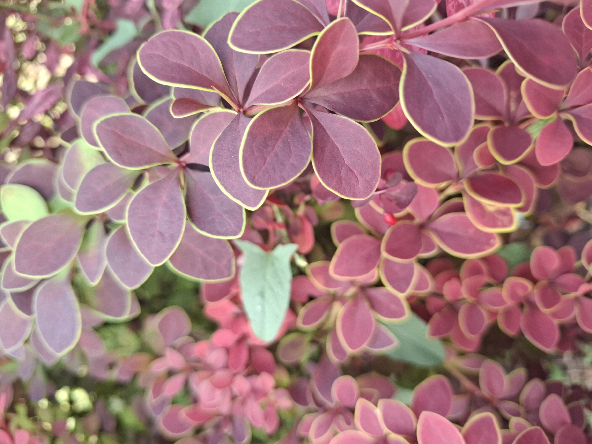 A close-up, shallow depth of field photograph captures a cluster of dark pinkish-red leaves with thin, light yellow edges. The leaves are small and oval-shaped, with some appearing more mature and a deeper hue than others. A few small, bright red berries are visible amongst the foliage. The background consists of out-of-focus green and pink foliage, suggesting a garden setting in Anapa, Russia. The lighting is soft and natural, indicating it was taken outdoors during the day. There are no people or animals present.