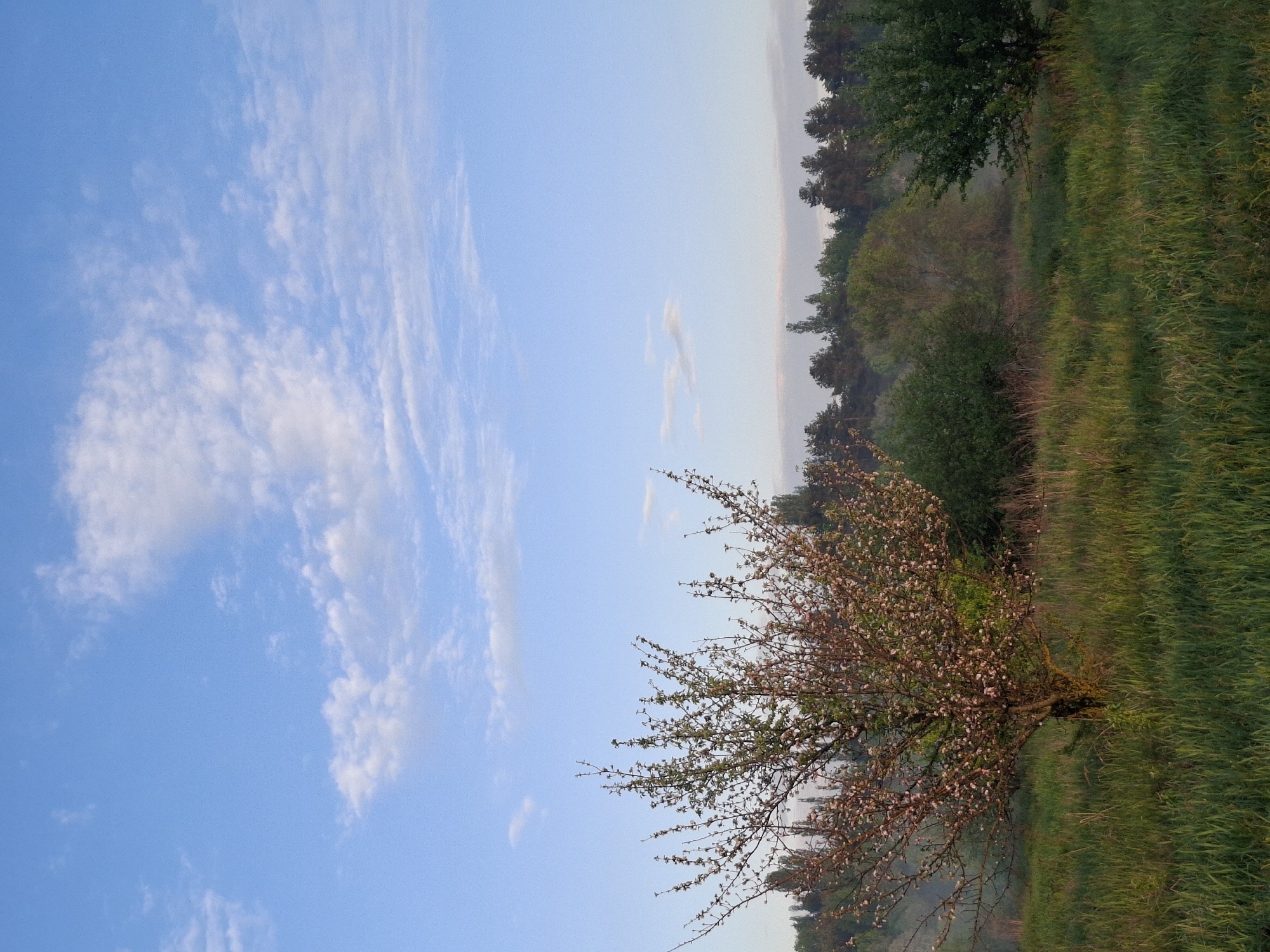 The image depicts a rural scene, likely in the Khlevnoye region of Russia. The sky occupies the left side of the frame and is a bright blue color with scattered cirrus clouds. The right side of the image shows a grassy field with some trees in the background. There is a small tree in bloom in the foreground. The ground is uneven with areas of taller grasses. The overall impression is of a peaceful countryside in early spring. The picture seems to be taken during the day. There are no people visible.