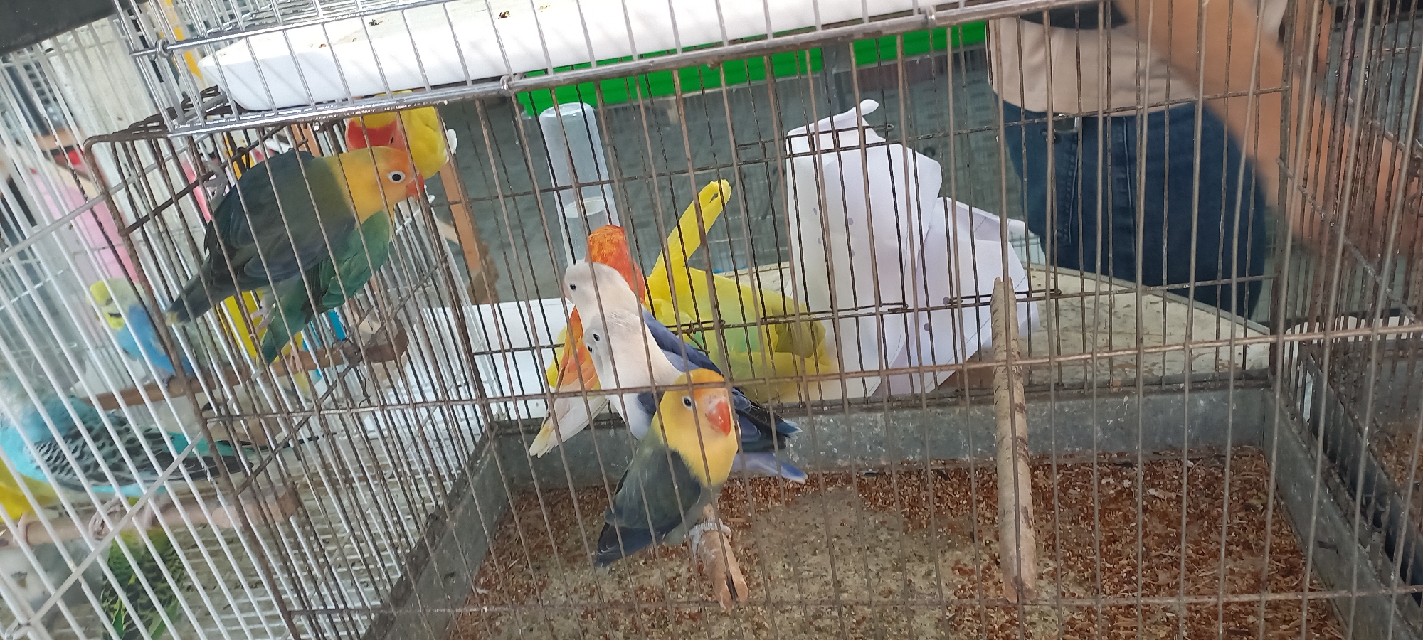 The image shows a group of lovebirds inside a wire cage. The cage contains perches and a water dispenser. Some of the birds are green and yellow, while others are white and blue. There are also some budgies visible in the background, which are smaller and blue in color. A person's legs, wearing blue jeans, are visible behind the cage, suggesting that the birds are being sold or displayed. The ground inside the cage is covered with birdseed. The overall setting appears to be an outdoor market or a pet store.