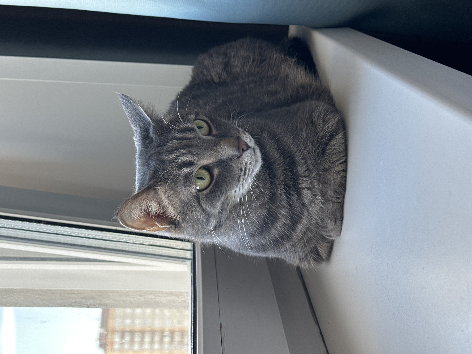 An indoor shot taken in Krasnoyarsk, Russia, features a gray tabby cat with bright green eyes. The cat is the primary subject, resting comfortably on a white window sill or shelf, looking directly at the viewer with a calm and curious expression, its head slightly tilted. Its short, patterned fur shows typical tabby stripes, and it has prominent white whiskers and a small pink nose. Bright natural light illuminates the scene, indicating daytime. Through the windowpane on the left, a subtle reflection of a building with multiple windows can be discerned, suggesting an urban or suburban setting outside. The background behind the cat is softly blurred with darker tones, possibly a curtain or interior wall. No text is visible in the image.
