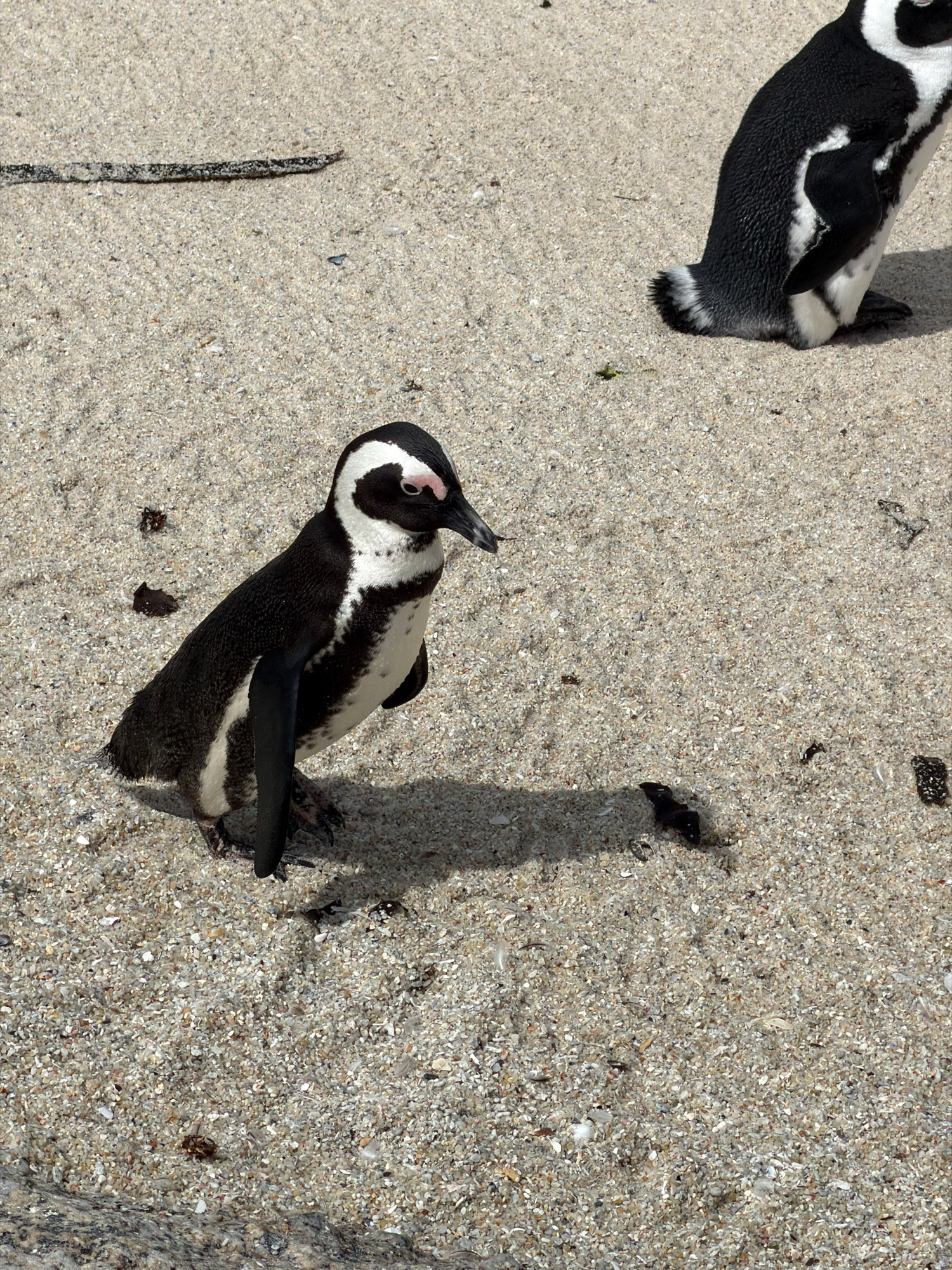 Two African penguins are on a sandy beach in Simon's Town, South Africa. The penguin in the foreground is black and white with a pink patch above its eye, standing on its feet and casting a shadow. Its wings are tucked in. The second penguin, partially visible in the upper right, is also black and white, with its body facing right and its tail feathers visible. The sand is coarse and speckled with small shells and debris. A dark, elongated object, possibly driftwood or seaweed, lies horizontally in the upper left portion of the image. The lighting suggests it is daytime with bright sunlight.