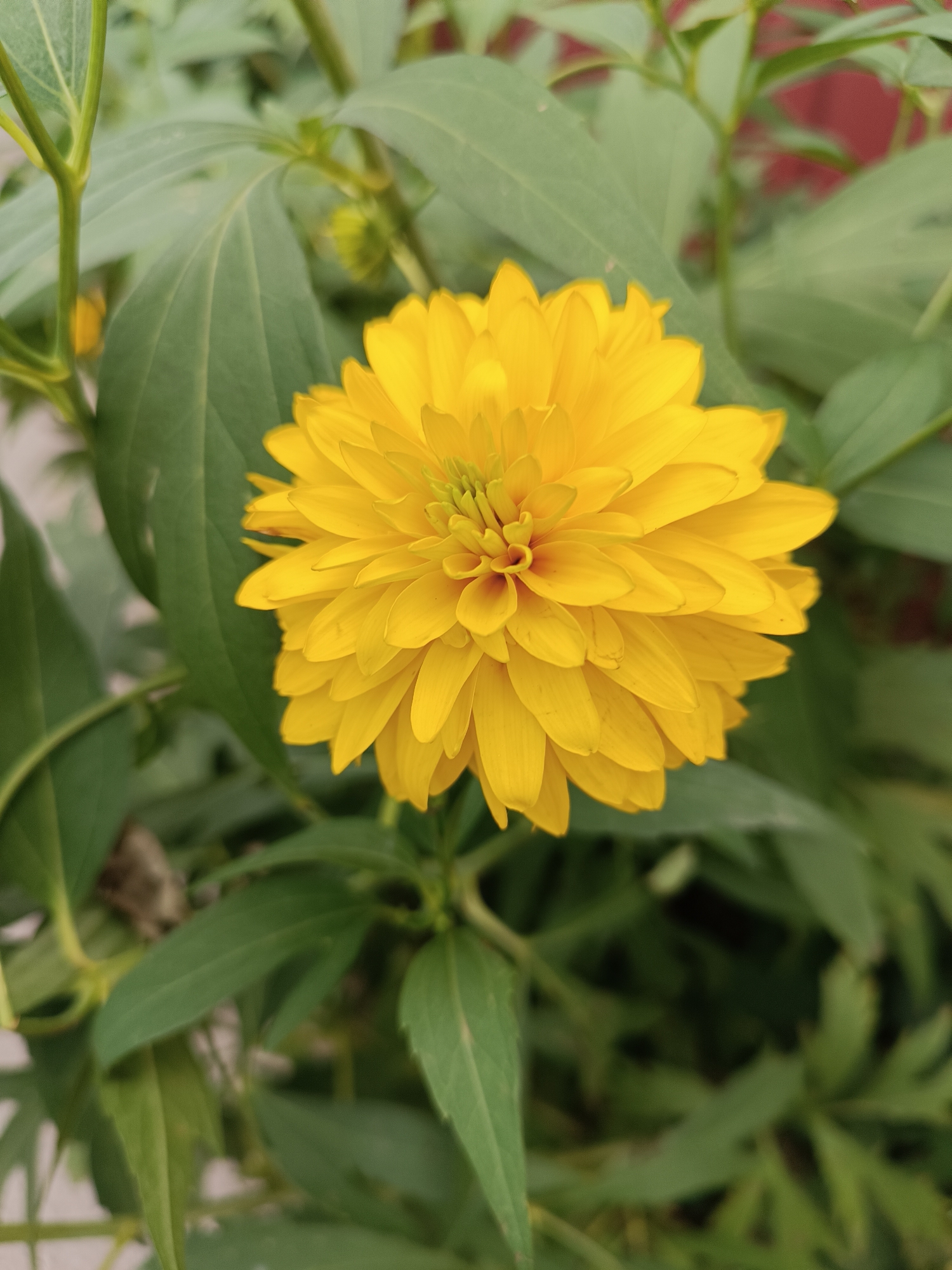 In the city of Bykovo, Russia, a close-up, eye-level shot focuses on a vibrant yellow, double-petaled flower, likely a variety of rudbeckia or dahlia, set against a backdrop of lush green foliage. The flower's dense, layered petals radiate outward from a central, slightly darker yellow core. The leaves are a deep green, with some exhibiting a slightly lighter, almost lime-green hue. The overall impression is one of natural beauty, with the sharp focus on the flower contrasting with the soft, blurred background, which includes hints of reddish-brown, possibly from a fence or building in the distance. There are no people or visible actions. The environment appears to be an outdoor garden or natural setting.