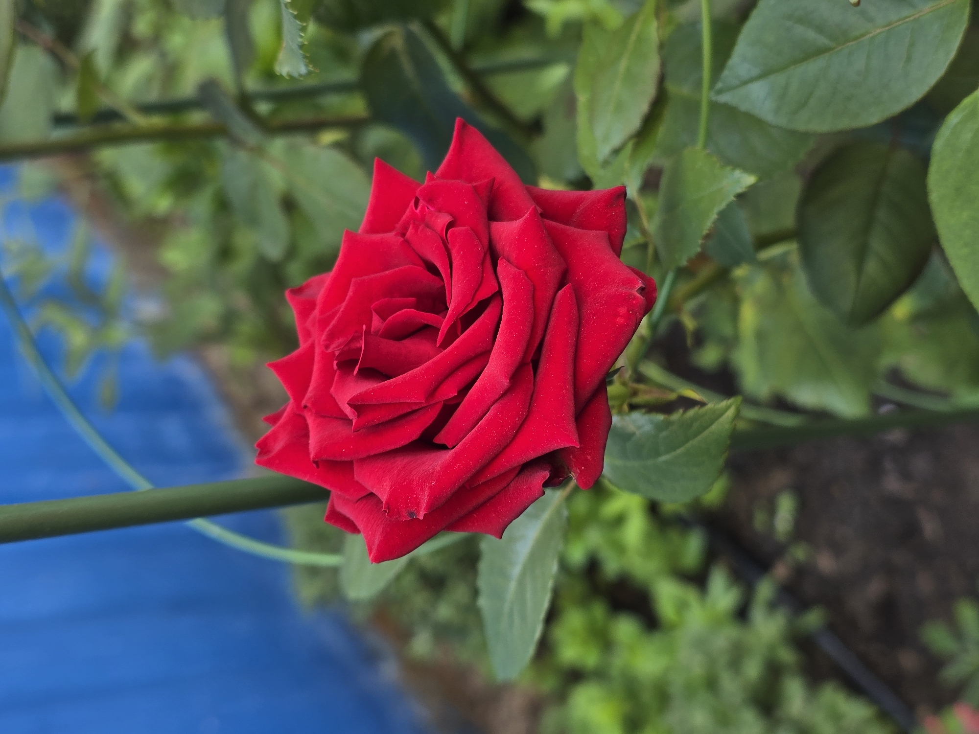 A vibrant red rose is the central subject of this close-up, slightly angled shot. The rose is in full bloom, with its velvety petals tightly curled towards the center, showcasing a rich, deep red hue. The soft texture of the petals is evident, and a few are slightly darker, possibly due to shadows or natural variations.
Behind the rose, lush green leaves form a verdant backdrop. Some of these leaves are in sharp focus, displaying intricate vein patterns, while others are softly blurred, creating a sense of depth. A thin, green stem or support rod runs horizontally across the left side of the frame, providing a subtle structural element.
Below the rose and to the left, a bright, saturated blue area is visible, suggesting water or a blue surface. This contrasts sharply with the natural greens and reds of the rose and foliage. Further in the background, dark soil and more greenery can be observed, hinting at a garden or natural outdoor setting.
The lighting appears to be natural daylight, illuminating the rose and highlighting its texture and color. There are no people or animals visible. The overall impression is one of natural beauty and tranquility, capturing the essence of a blooming rose in its environment. The location context provided is Sofiivska Borshchahivka, Ukraine, which situates the image in a specific geographic area. No text is visible in the image.