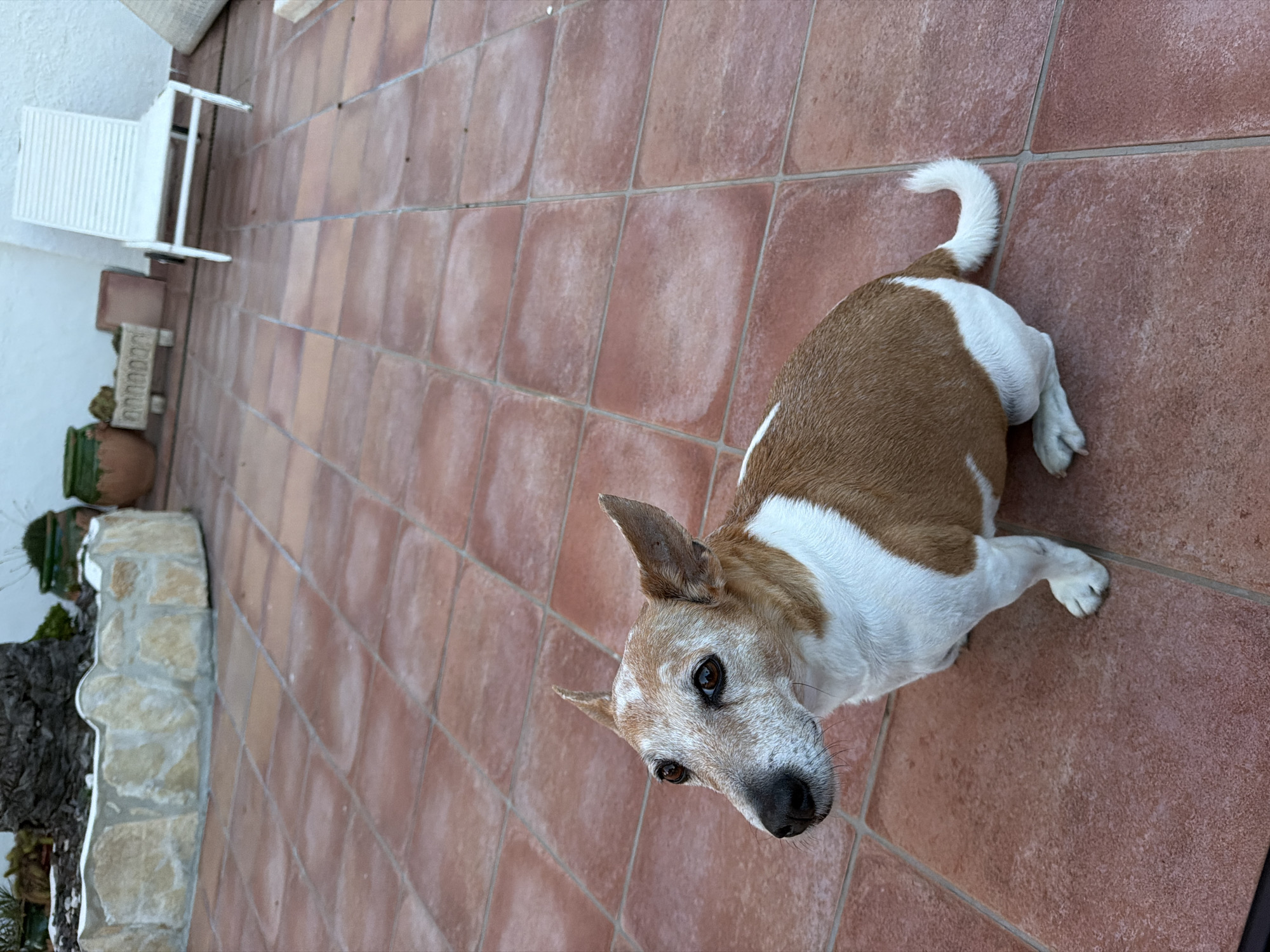 A Jack Russell Terrier with a white and brown coat is lying on a terra cotta tiled surface. The dog is facing the camera. A white chair and several potted plants are in the background to the left. The location is Mont-roig del Camp, Spain.