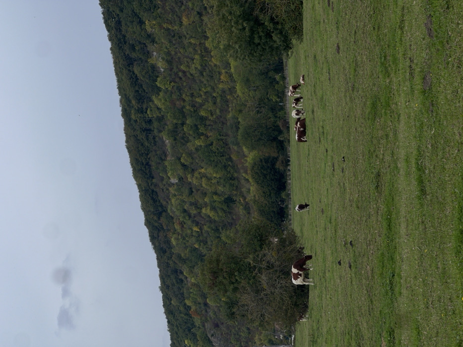 The image presents a pastoral landscape, likely situated on the outskirts of Vernon, France. The scene is illuminated under an overcast, light gray sky. The foreground and midground are dominated by a lush green pasture. Ten cows, characterized by their white bodies with prominent brown-red patches, are dispersed across this field. Specifically, three cows are standing and actively grazing, with their heads lowered; three cows are standing upright, facing various directions; and four cows are lying down on the grass, resting. A large, dense, dark green bush occupies the left midground of the pasture. The background features a steep hillside, densely covered with deciduous trees, which display varying shades of green foliage and some visible patches of lighter, possibly rocky, terrain. No human subjects or significant man-made structures are prominently visible within the frame.