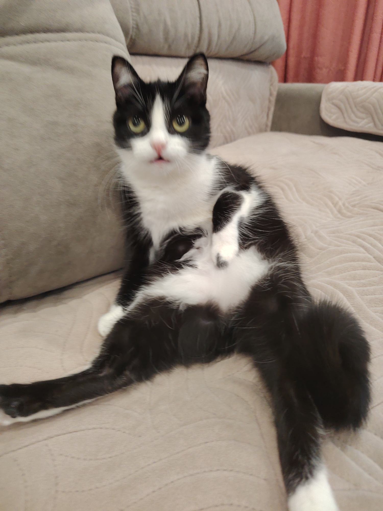 A medium shot depicts a black and white cat sitting upright on a beige sofa. The cat is looking directly at the viewer with a slightly bemused expression. The sofa has a quilted pattern on the seat and a large cushion behind the cat. The background includes a hint of a peach-colored curtain. The location is Unknown, Unknown.