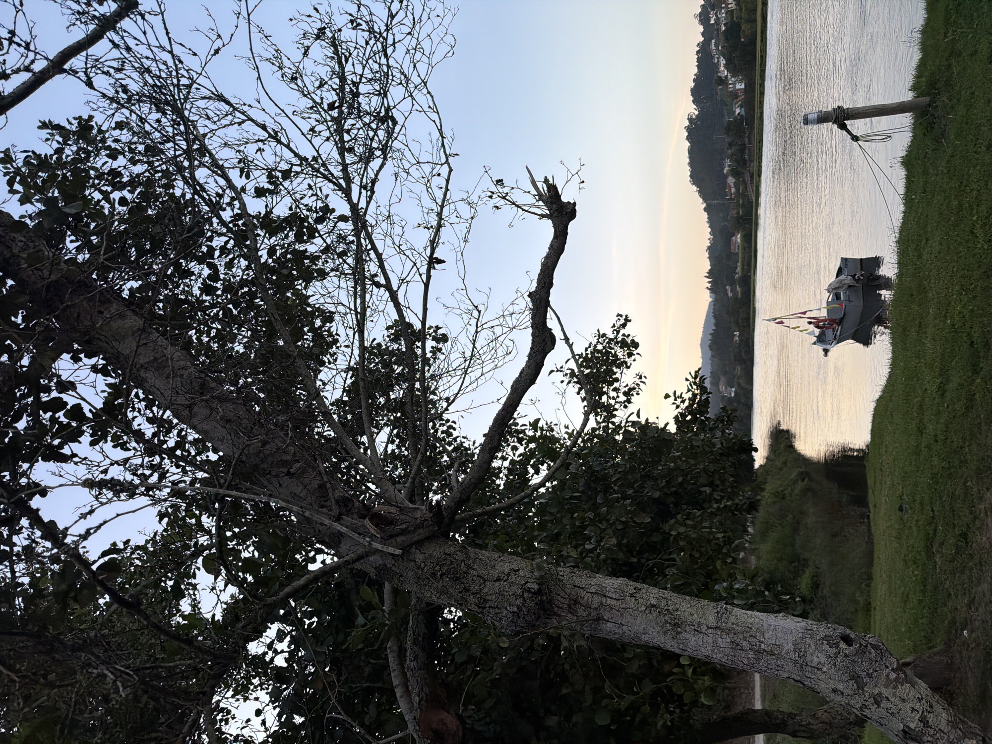 A still photograph captures a serene riverside scene at dusk, likely in Esposende, Portugal. The foreground is dominated by the textured bark of a large tree trunk on the left, with its branches extending across the frame, silhouetted against a pale, dusky sky. Lush green grass covers the bank of a calm river that occupies the right and center of the image.
Floating on the water is a small, gray boat with a single mast adorned with colorful pennants. A person, wearing a red garment, is visible within the boat. The boat is tethered to a wooden post on the riverbank by a rope.
In the background, the river widens, reflecting the soft light of the fading day. The opposite bank is lined with trees and vegetation, leading to a gentle slope dotted with houses and buildings, indicative of a coastal town. The overall atmosphere is peaceful and tranquil.