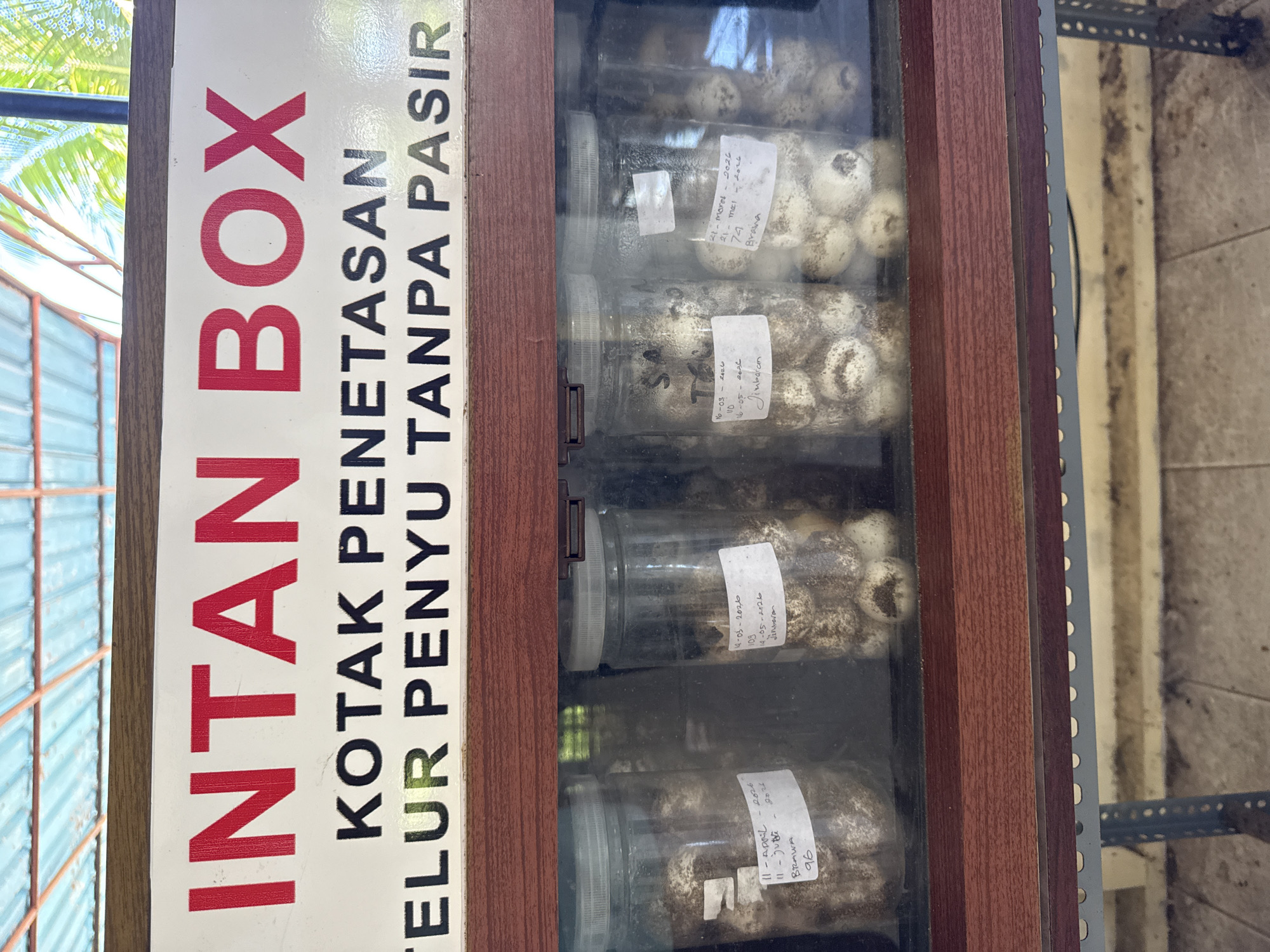 The image shows a turtle egg incubation box in Denpasar, Indonesia. The box is labeled "INTAN BOX, KOTAK PENETASAN TELUR PENYU TANPA PASIR," which translates to "INTAN BOX, Turtle Egg Incubation Box Without Sand." Inside the box are multiple clear plastic jars, each containing several turtle eggs and a small tag with handwritten dates and locations like "BRAWA" and "Jimbaran," presumably indicating where the eggs were collected and when they were placed in the incubator. The handwritten labels also include numeric values which potentially denote egg clutch size. The box itself has a wood-like frame and a clear front, allowing the eggs to be visible. The immediate surroundings appear to be outdoors, possibly in a conservation or research facility.