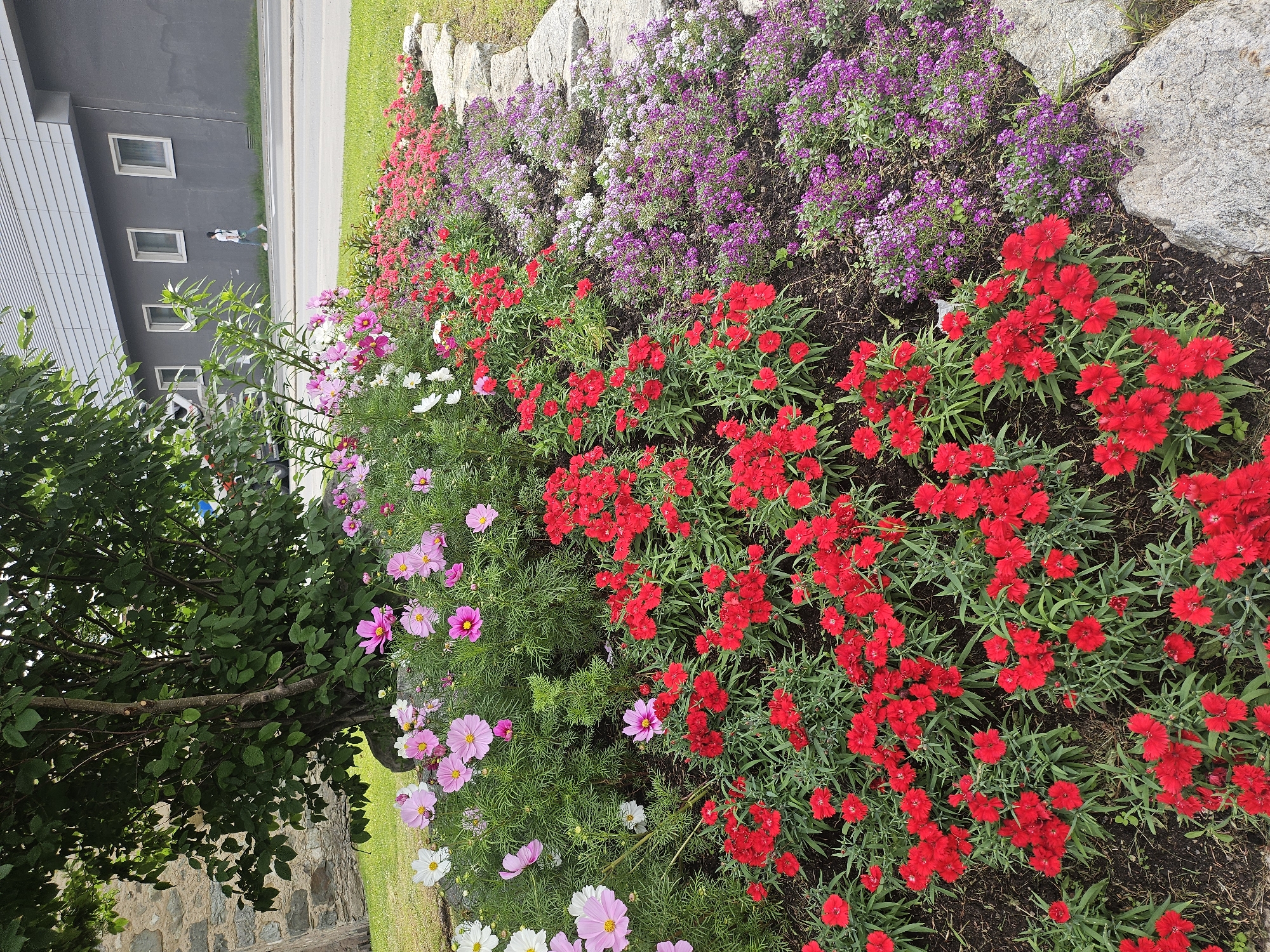 The image shows a vibrant flowerbed in front of a modern building with a dark gray facade and white trim. The building has several horizontal white-framed windows. A person is walking on a paved path next to the building, which is bordered by a lawn.
The flowerbed is a riot of color and texture, featuring a variety of blooming flowers. In the foreground, there are numerous bright red flowers with delicate, fringed petals. Behind them, a row of pink and white cosmos flowers adds a softer touch. Further back, a dense planting of small purple flowers, possibly alyssum, creates a beautiful backdrop, interspersed with white blossoms. Large, light-colored stones are arranged along the edge of the flowerbed, separating it from the grassy area.
To the left of the flowerbed, a large, leafy green tree provides shade, with its branches reaching over the planting. The base of the tree and the building are constructed with stone elements. The scene suggests a well-maintained garden area, likely in a public space or residential complex. The lighting and greenery indicate it is daytime, and the weather appears pleasant, conducive to outdoor activities like walking. The image evokes a sense of natural beauty and urban landscaping working in harmony.