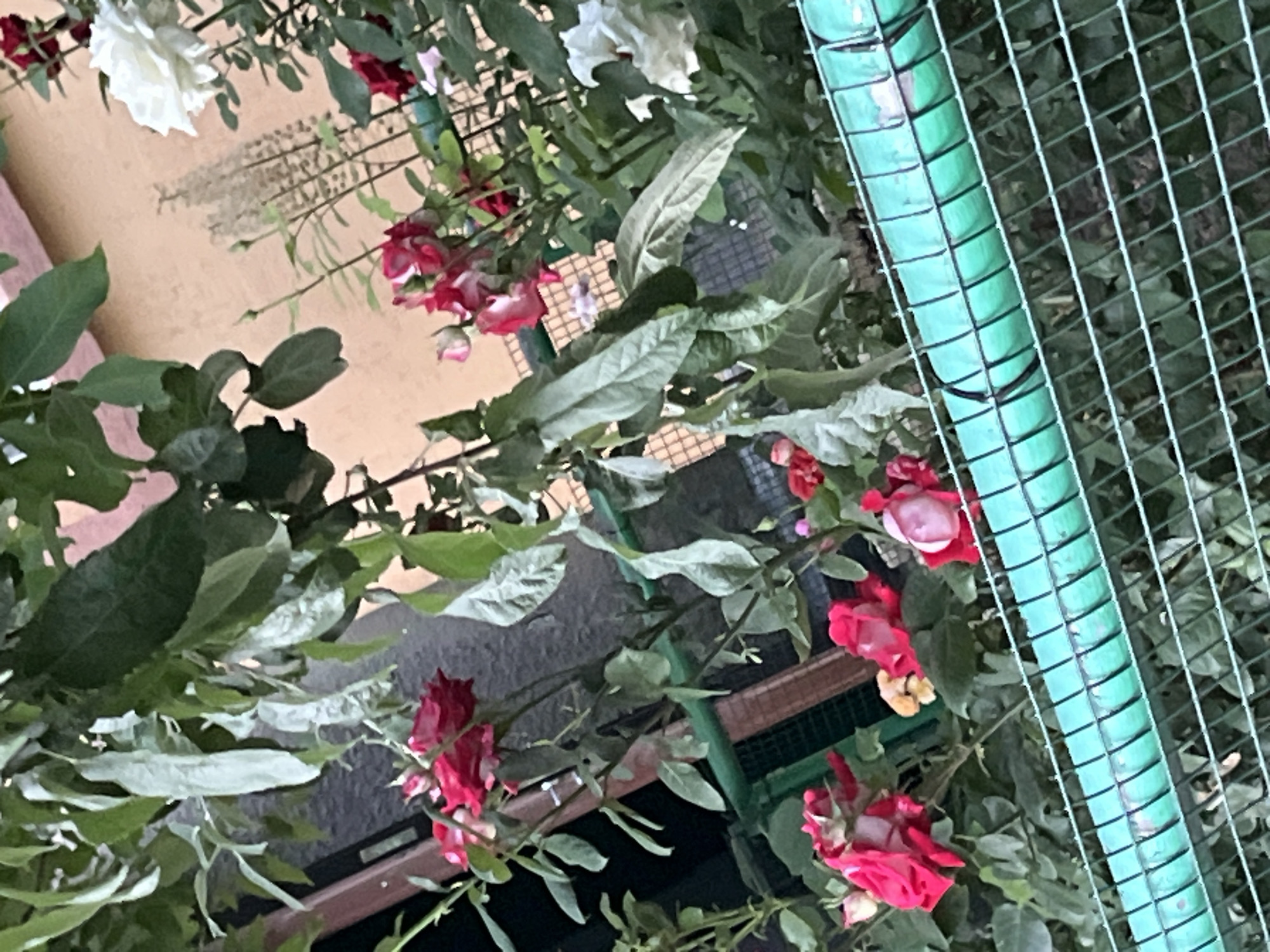 The image shows a close-up view of a rose bush with red, pink, and white roses, along with green foliage, in a garden setting. A bright green metal fence runs across the lower portion of the frame. In the background, a light orange wall is visible, with some vertical decorative elements and a window or doorway. The lighting suggests it may be overcast or late afternoon. There are no people or animals in the frame. The scene is likely part of a private residence or park in Ivanivka, Ukraine, given the context.