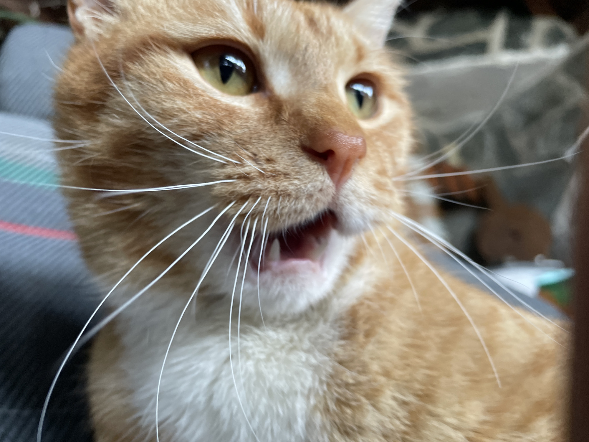 A close-up shot shows an orange and white cat with its mouth open, revealing its teeth. The cat has yellow eyes and long white whiskers. The background is blurred, showing a gray and red plaid object. The location is not identifiable.
