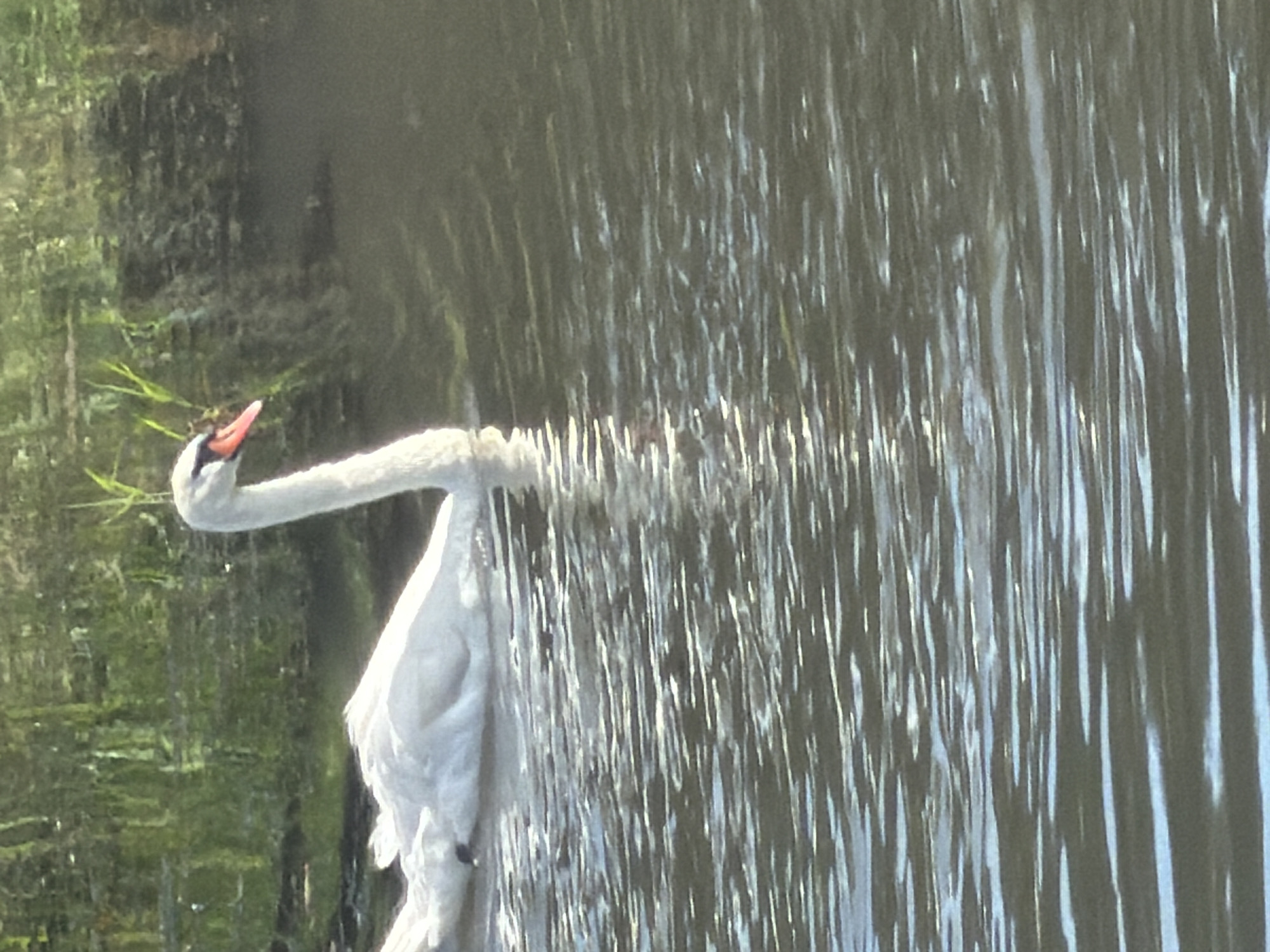 A white swan is swimming in dark, rippling water. The swan's neck is arched, and its beak is orange with a black tip. In the background, green foliage is reflected in the water. The image appears to be taken outdoors, likely in a natural setting such as a pond or river. There is no visible indication of the city of Szczecin, Poland, or any specific urban elements.