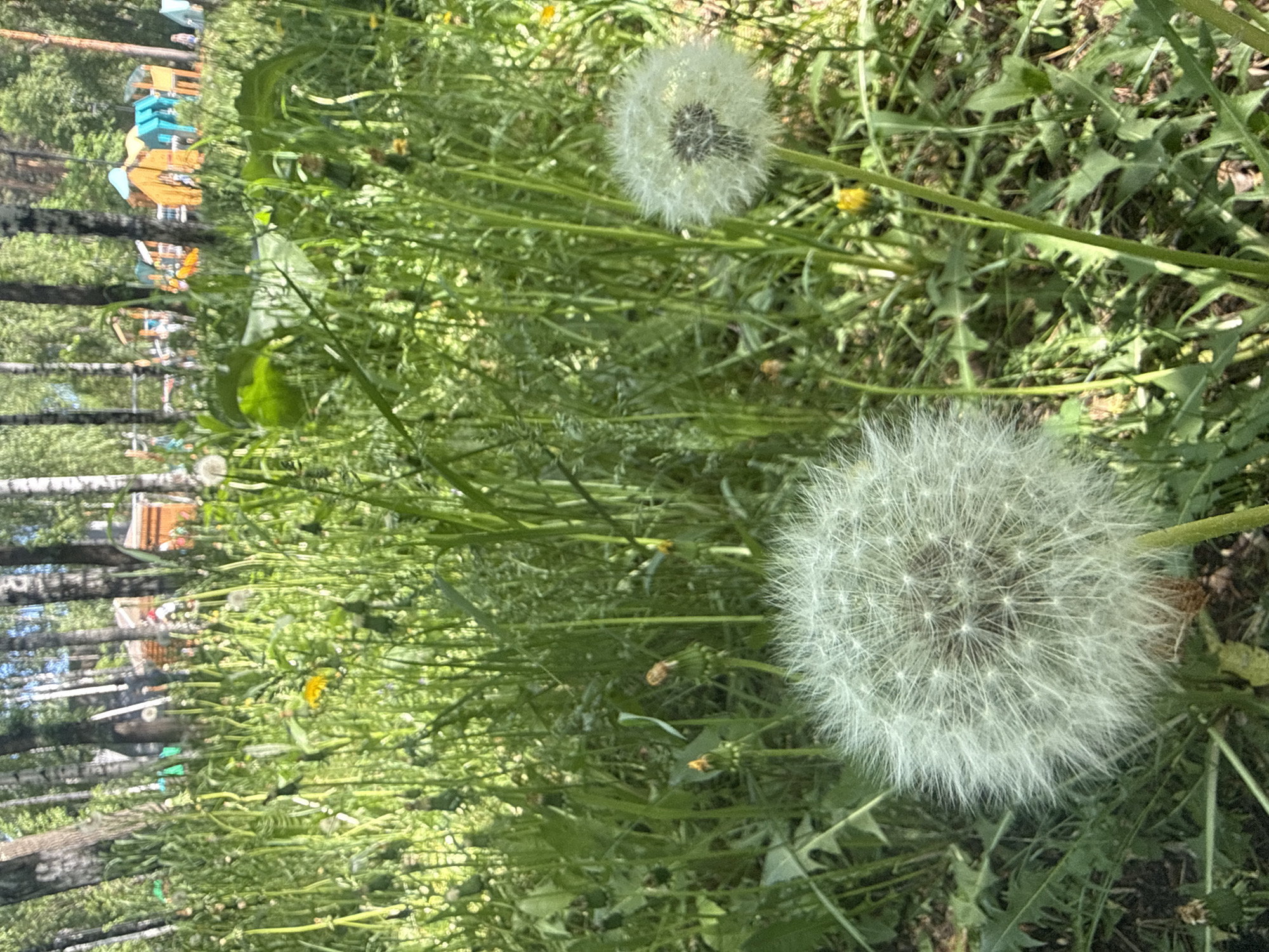 The image shows a field of dandelions in Yekaterinburg, Russia. Two mature dandelions, with white seed heads, are prominently featured in the foreground. The background contains trees and some colorful structures. The ground is covered in green grass and dandelion leaves. The scene is bathed in sunlight.