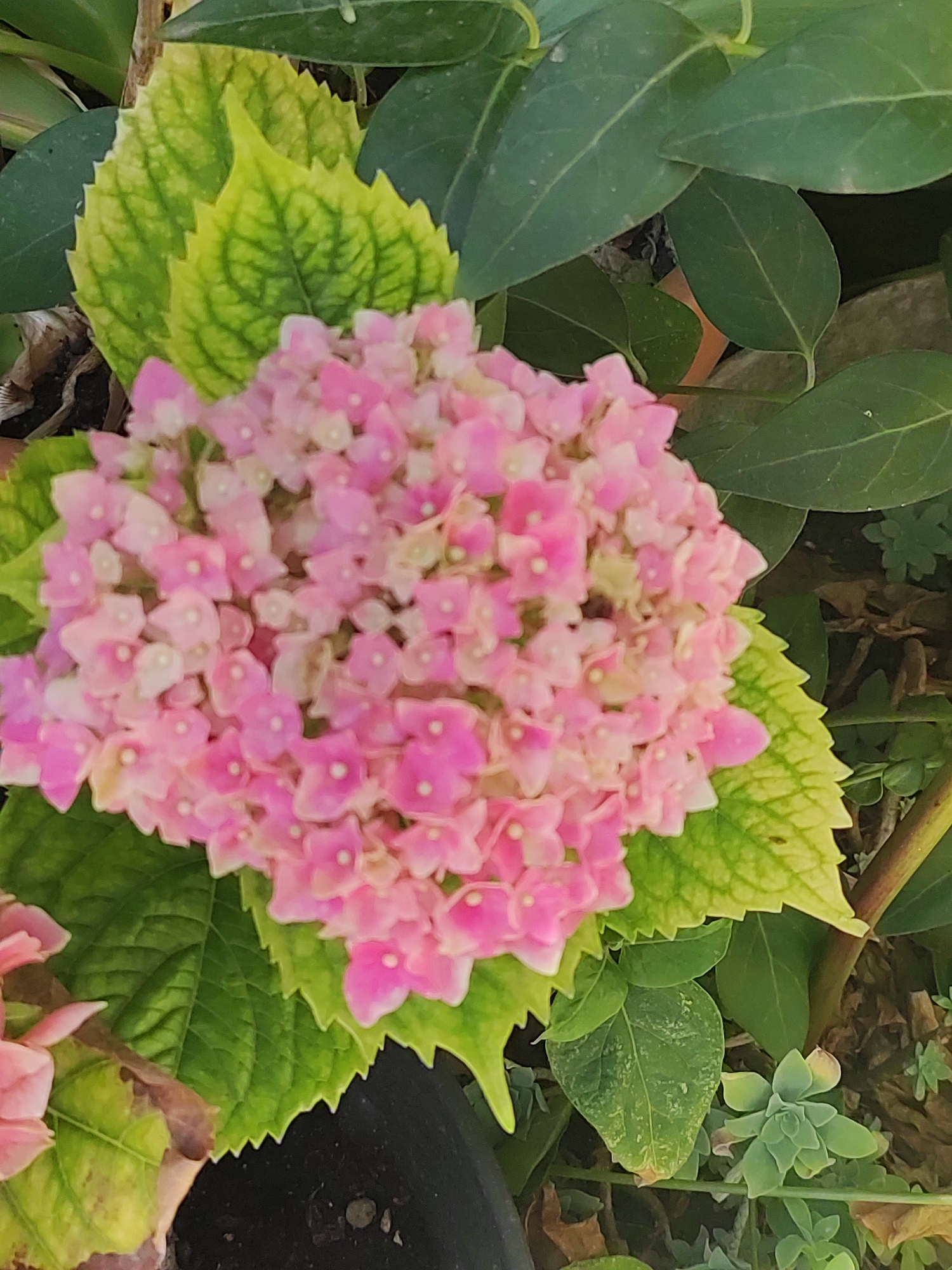 The image is a close-up shot of a pink hydrangea flower with green leaves. The flower is in full bloom and has a spherical shape, composed of many small florets. Some of the leaves are a vibrant green, while others are beginning to turn yellow, indicating potential seasonal changes or nutrient deficiencies. The background is blurred, but appears to be a garden setting with other foliage and possibly a dark pot. There are no people or animals visible in the image. The scene is static and focused on the botanical details of the hydrangea. The image does not contain any information or clues that would suggest its location in Lumbrales, Spain.