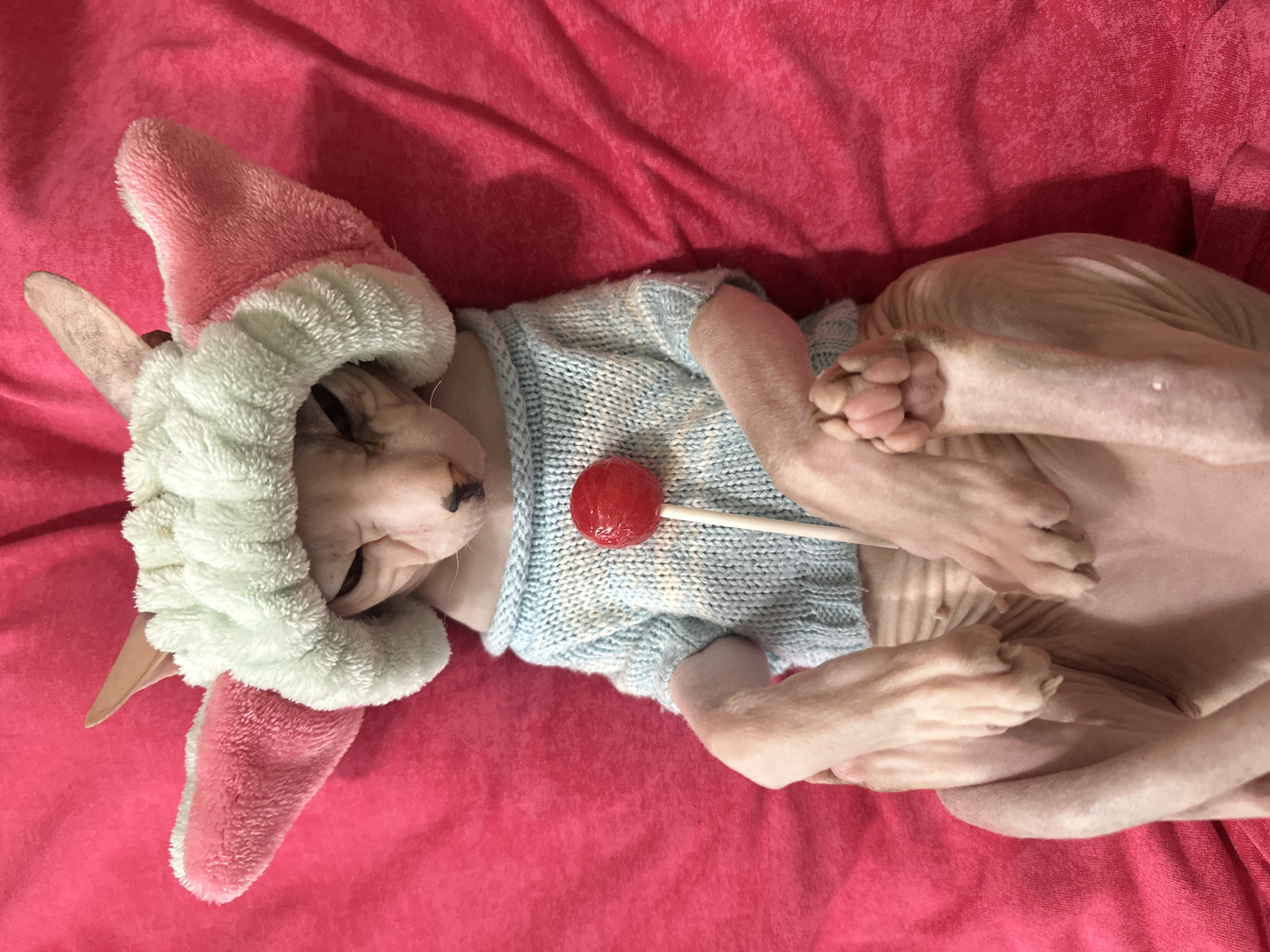 The image shows a Sphynx cat lying on a pink, textured blanket, possibly a fleece or velour. The cat is wearing a light blue knitted sweater and a pink and mint green hat with ear-like appendages. A red lollipop on a stick is placed on the cat's chest, near the sweater. The cat's eyes are closed, and its paws are crossed, giving it a relaxed or sleeping appearance. The lighting suggests it's indoors, with a soft, diffused light source. The overall impression is one of a playful or staged scene, emphasizing the cat's unique appearance in its attire. The pink blanket creates a vibrant background that contrasts with the cat's pale skin and light-colored clothing. No text is visible in the image.