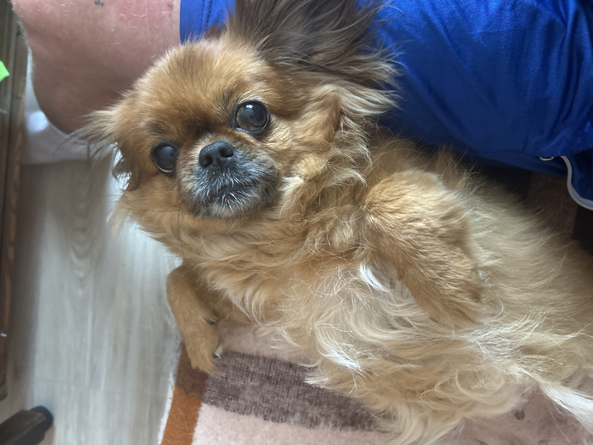 A small, brown, long-haired dog lies on its back on a blanket with brown and pink stripes. The dog has dark eyes, a black nose, and a grey muzzle. The dog is nestled against a person wearing a blue shirt. The scene is indoors, likely in a house or apartment. There is no indication this image was taken in Varshets, Bulgaria.