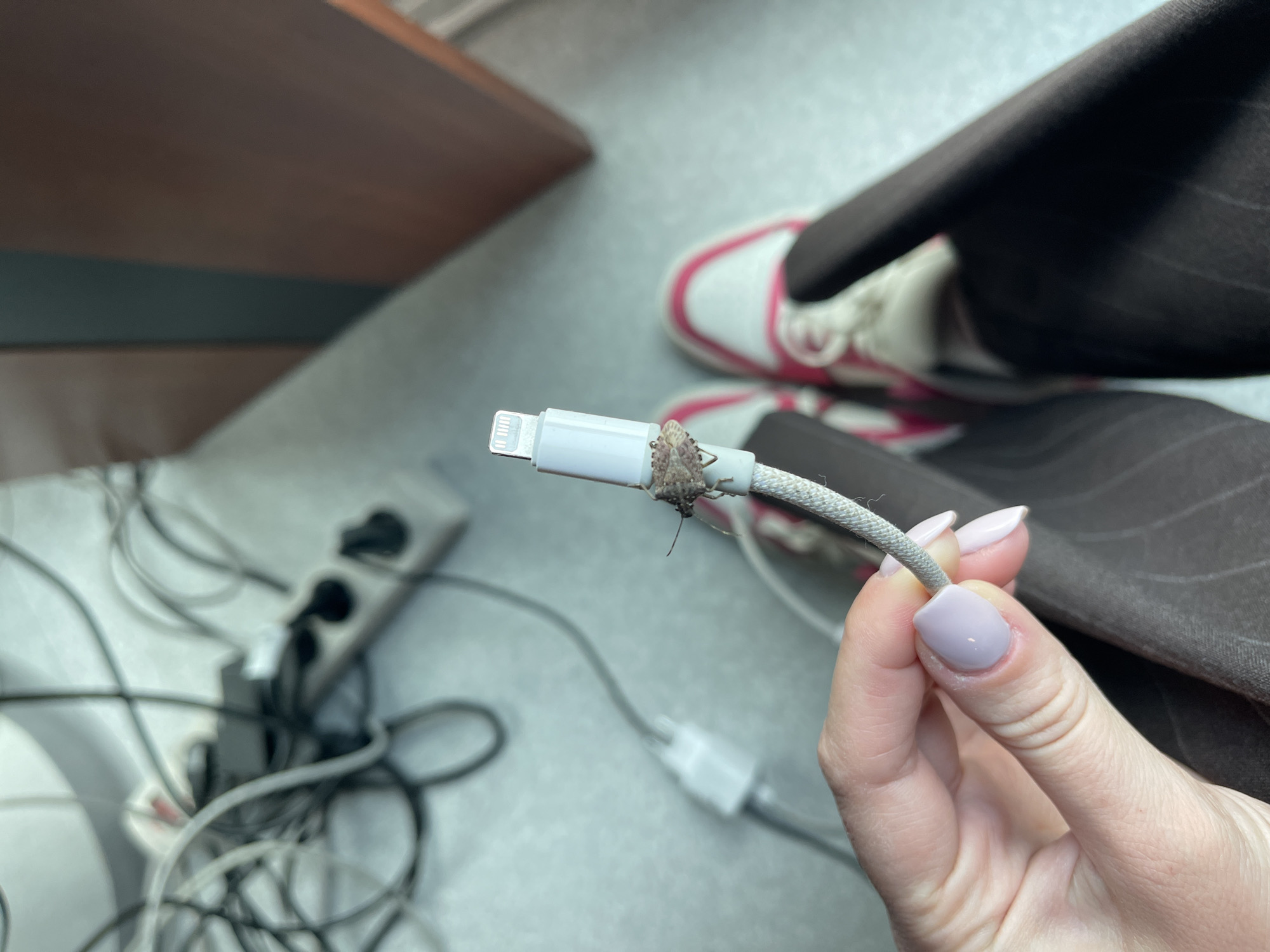 A person is holding an iPhone charger cable in their hand. An insect is clinging to the white plastic portion of the charger. In the background, there is a power strip with several plugs connected. Also in the background is a pair of red-and-white sneakers and a dark brown chair. The location is indoors and appears to be an office space based on the presence of the chair, table, and power strip. It's unknown if this is in the city of Sofia, Bulgaria.