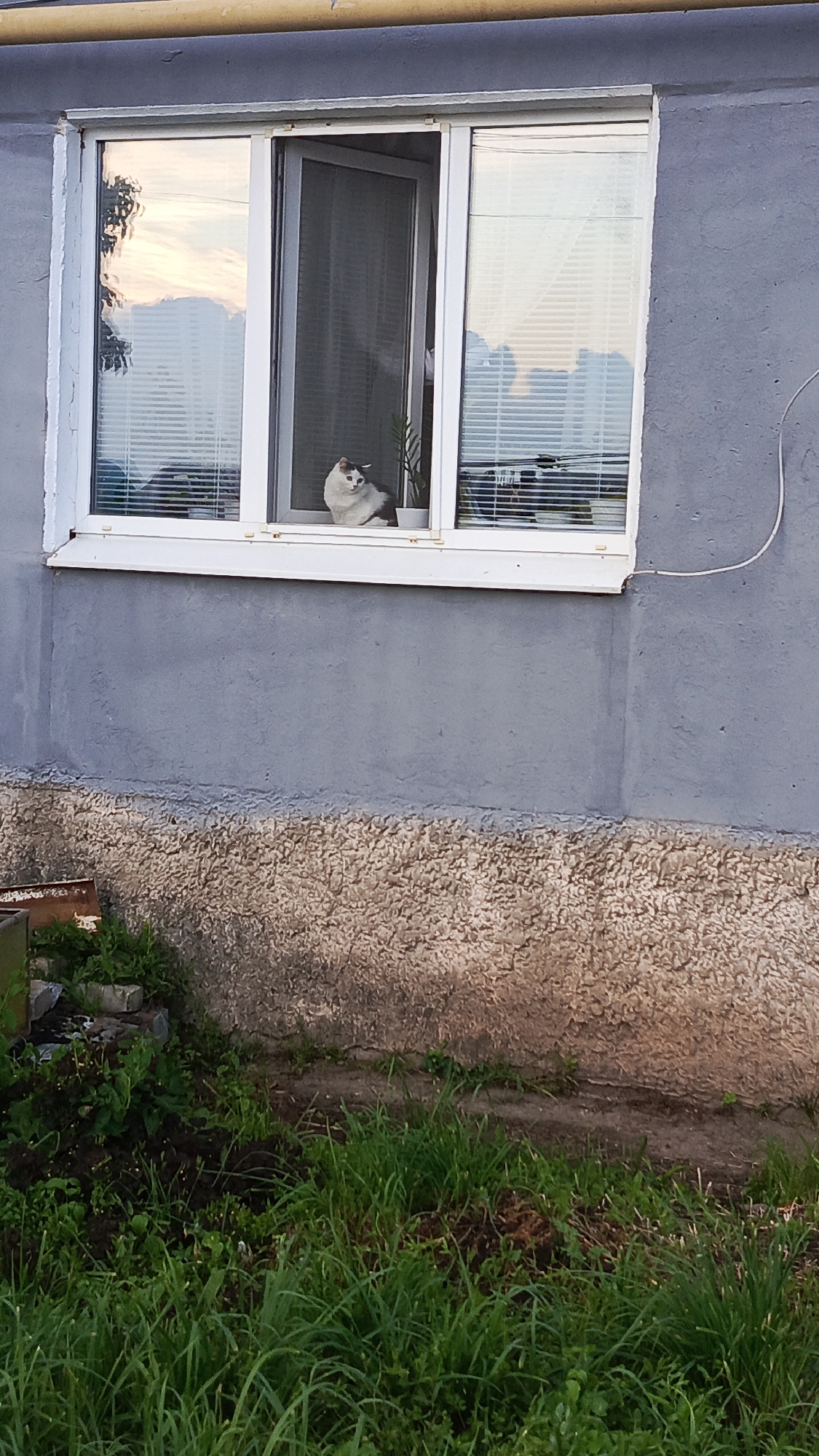 A white and gray cat is sitting on the windowsill of an open window on the second story of a gray building. The window is part of a multi-pane sliding window, with the left pane slid open to reveal a screen. The cat is facing to the left, looking out the window. The building's exterior wall is a rough, textured gray stucco above a lower section of rough, pebbly concrete. Outside the window, the sky reflects with hints of pink and orange, suggesting either sunrise or sunset. Inside the window, Venetian blinds are visible behind the cat and in the closed pane. A thin green plant in a white pot is visible to the right of the cat. In front of the building, green grass and some dark soil are visible, with a few scattered pieces of debris on the left side. The image appears to be taken from ground level, looking up at the building.