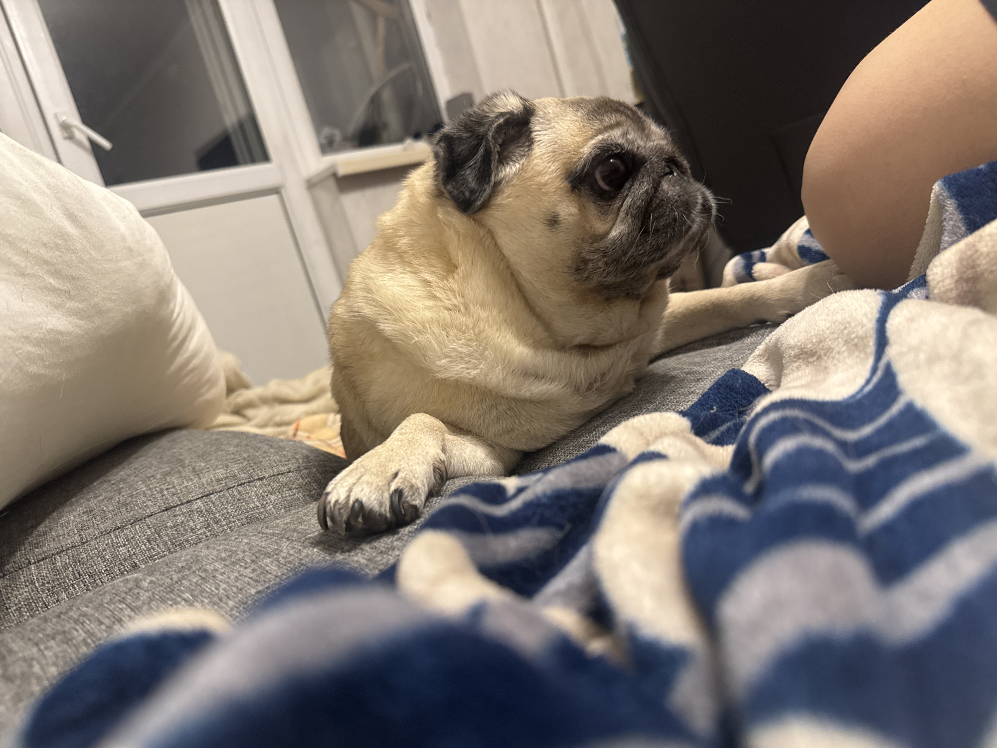 An adult fawn pug is lying on a gray textured sofa next to a person's arm. The pug is facing right, with its head turned slightly to the side. A blue and white striped blanket is draped over the sofa and a portion of the pug's body. In the background, there is a white window frame with a closed white window. The scene appears to be indoors, likely in a residential setting. The lighting suggests it is daytime, possibly late afternoon. The overall impression is one of domestic comfort and relaxation. The specific location in Bishkek City, Kyrgyzstan, cannot be determined from the visual information provided in the image.
